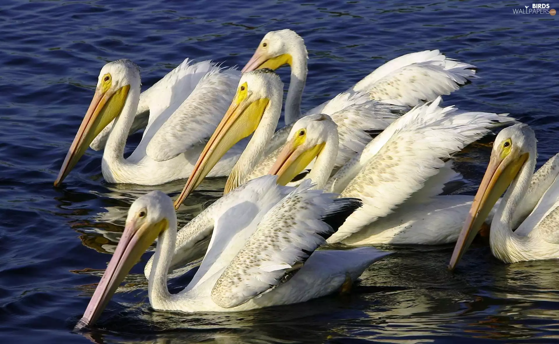 pelicans, water