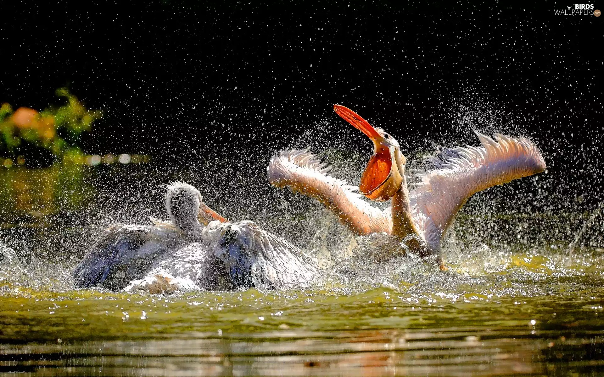 pelicans, water
