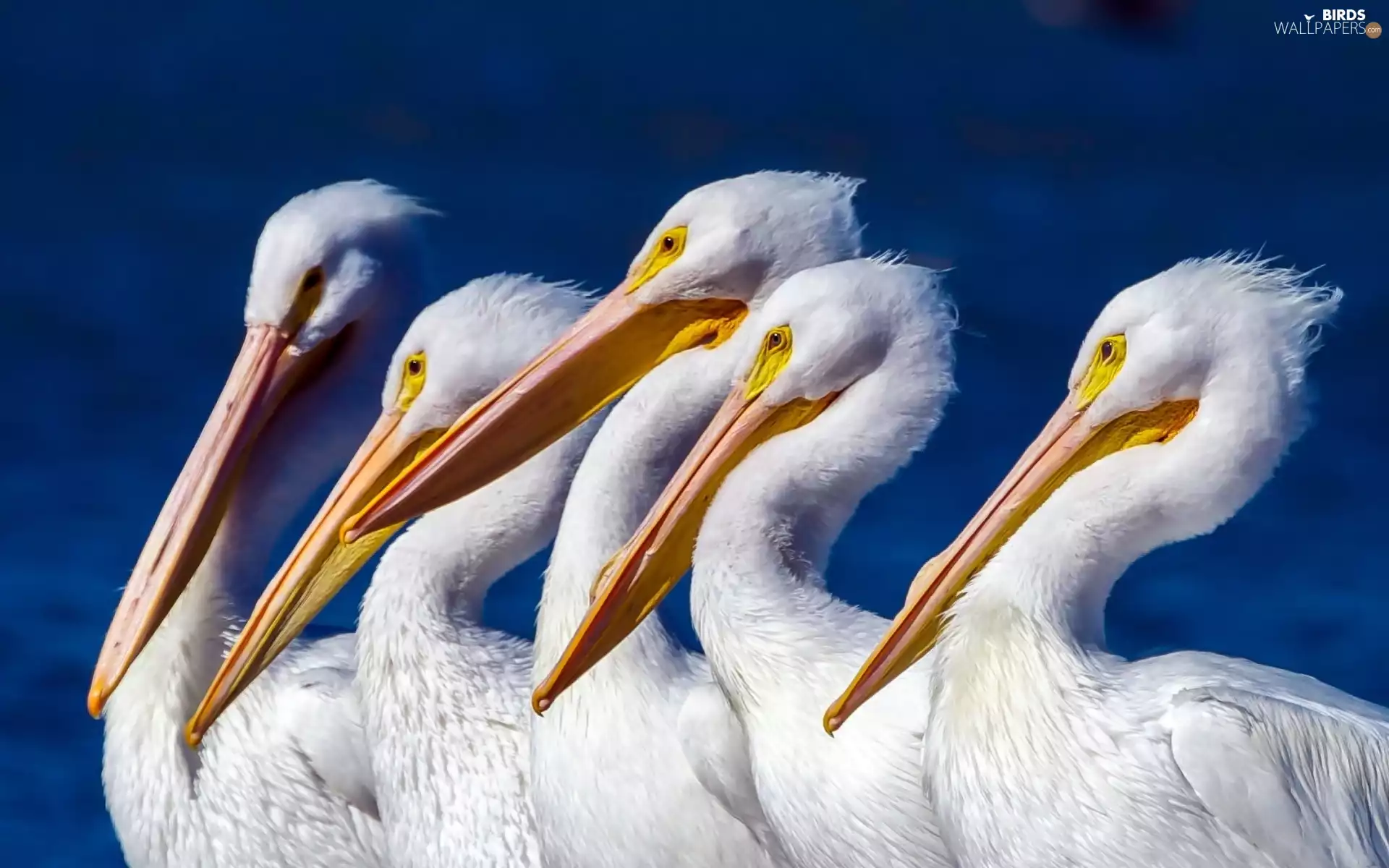 pelicans