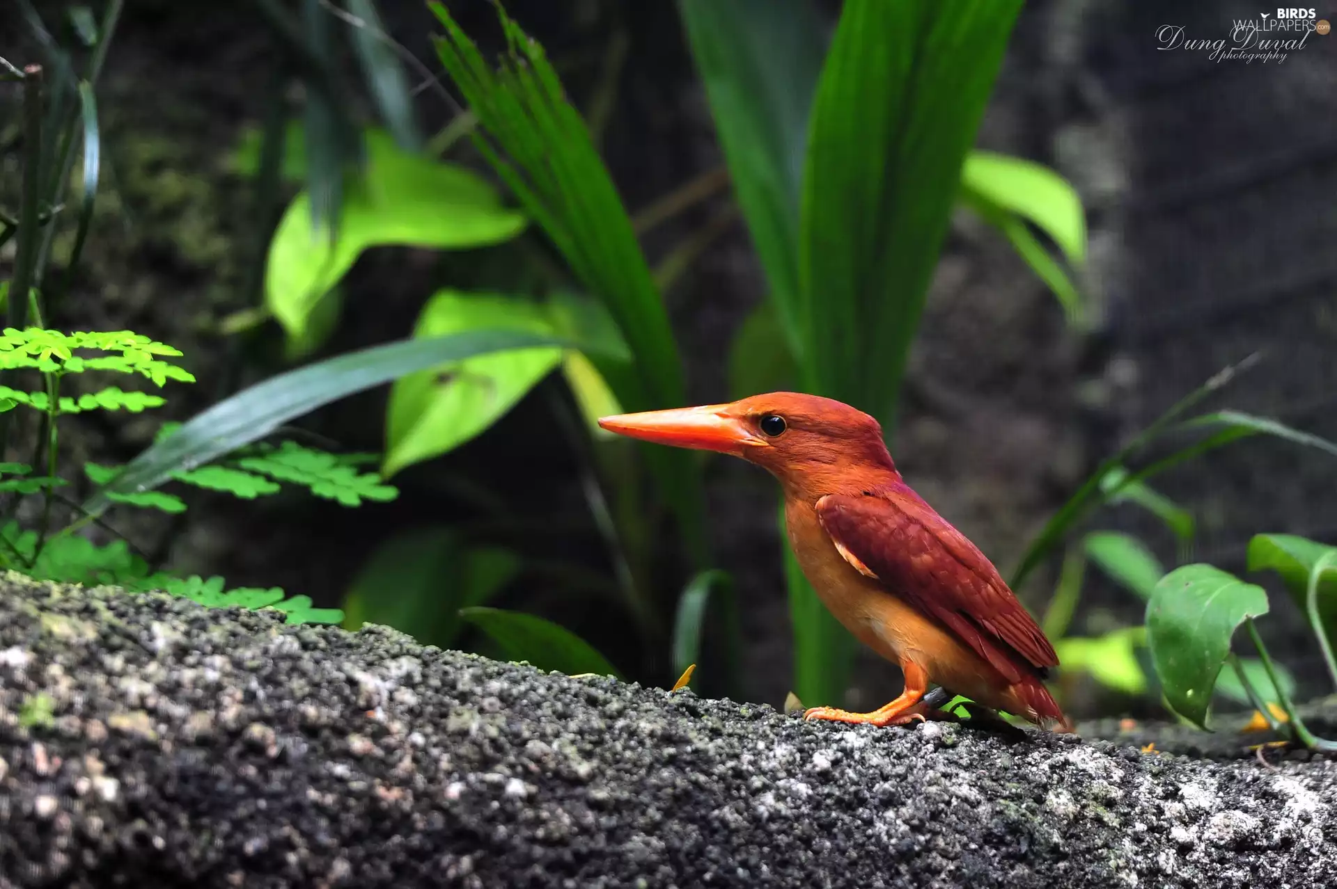 pen, kingfisher, color