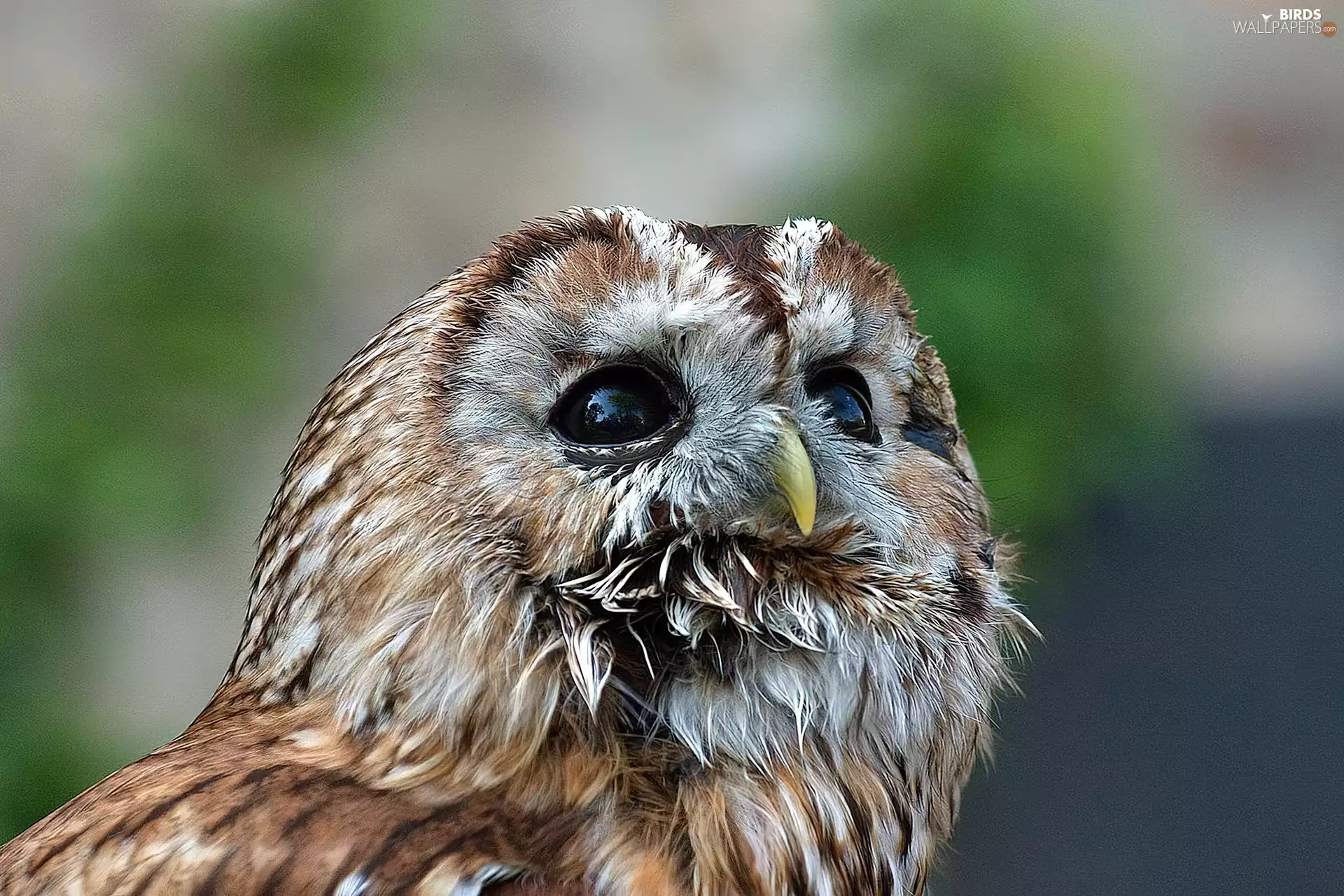 Eyes, pen, Owl, Head, owl
