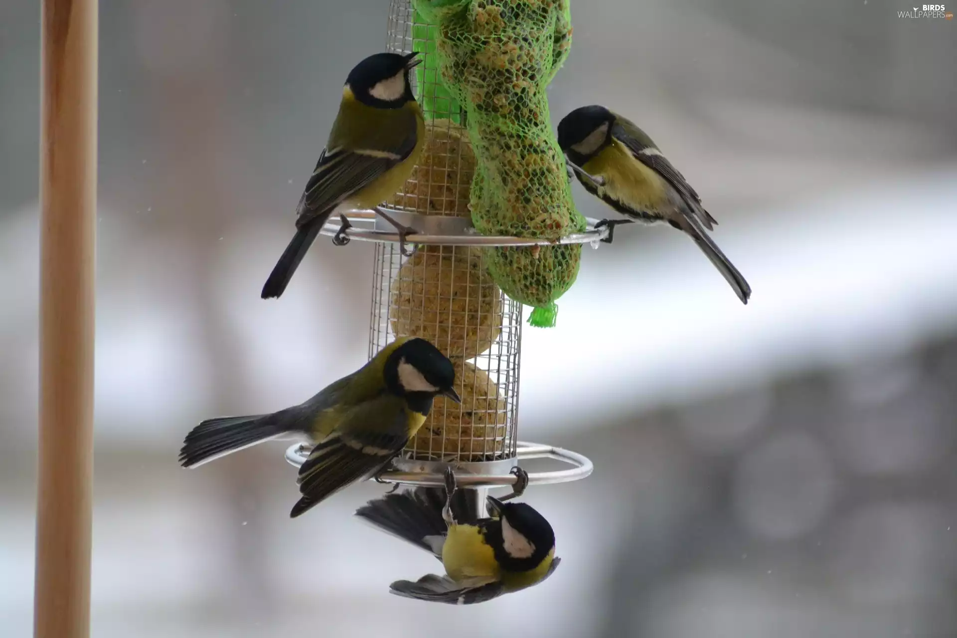 Bird feeder, Chickadees, pendant
