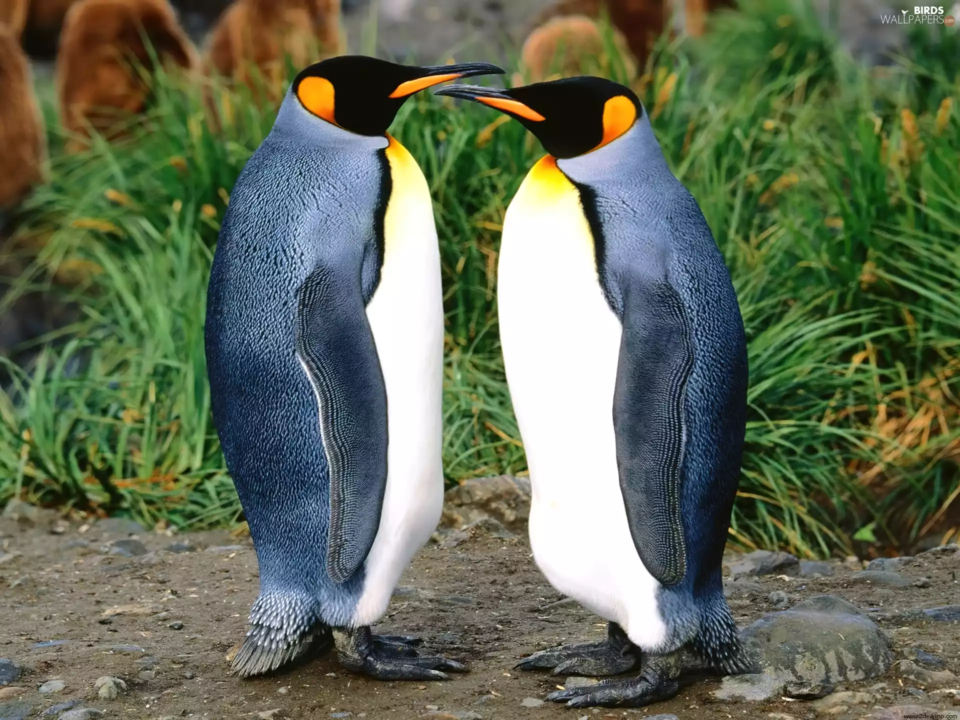 penguin