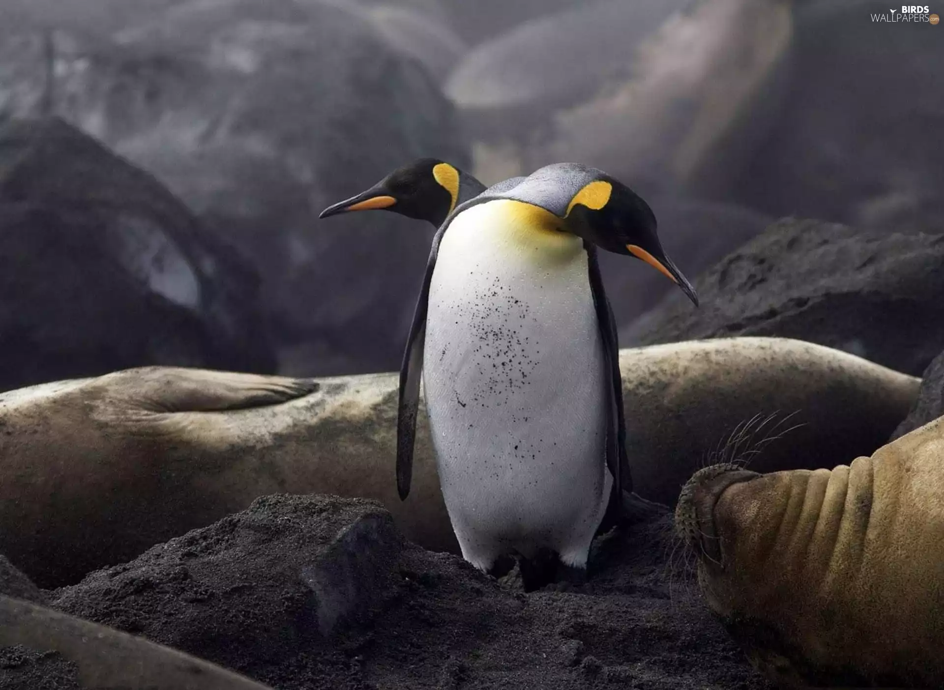 penguin
