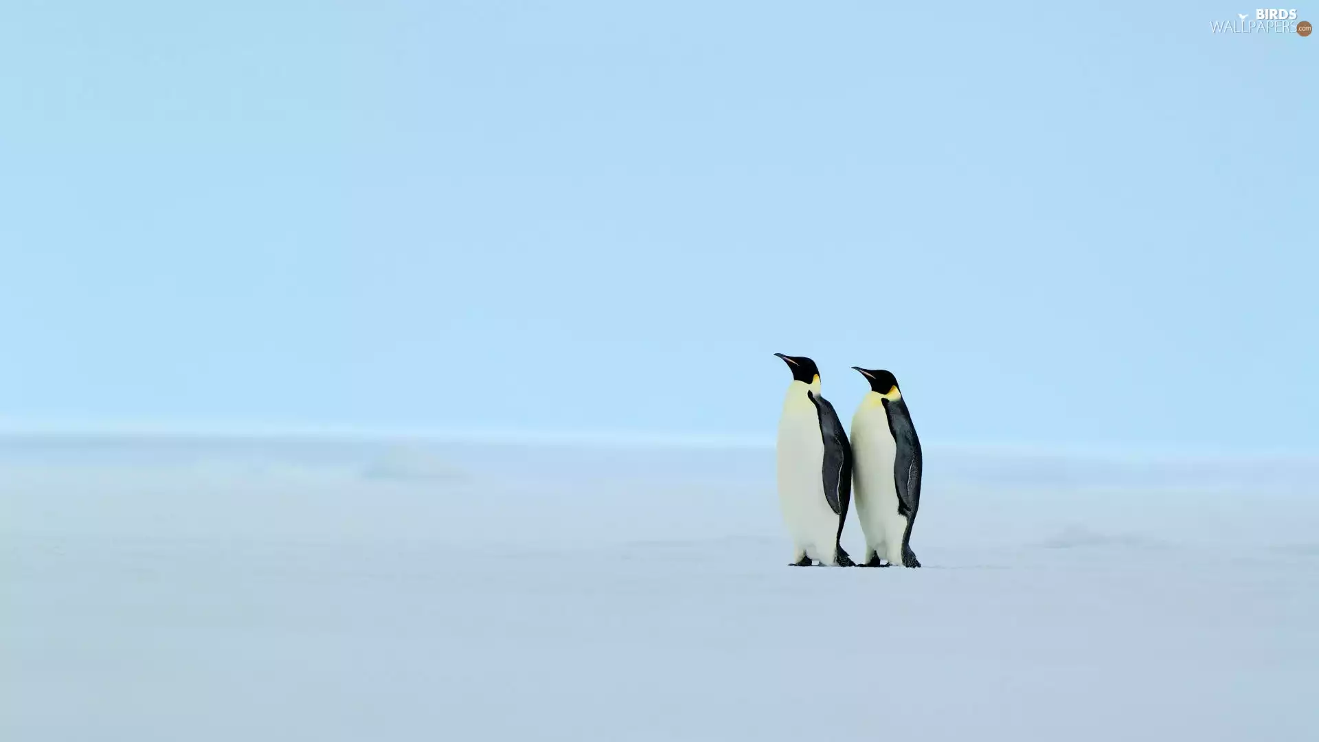 penguin