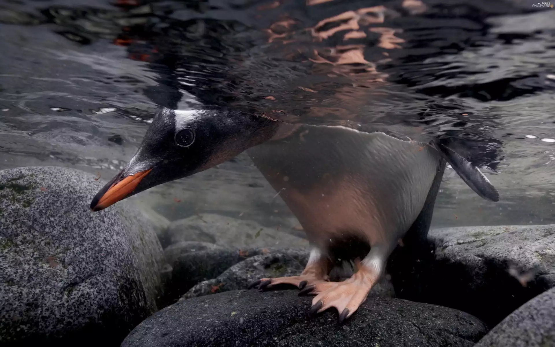 animals, water, Stones, penguin