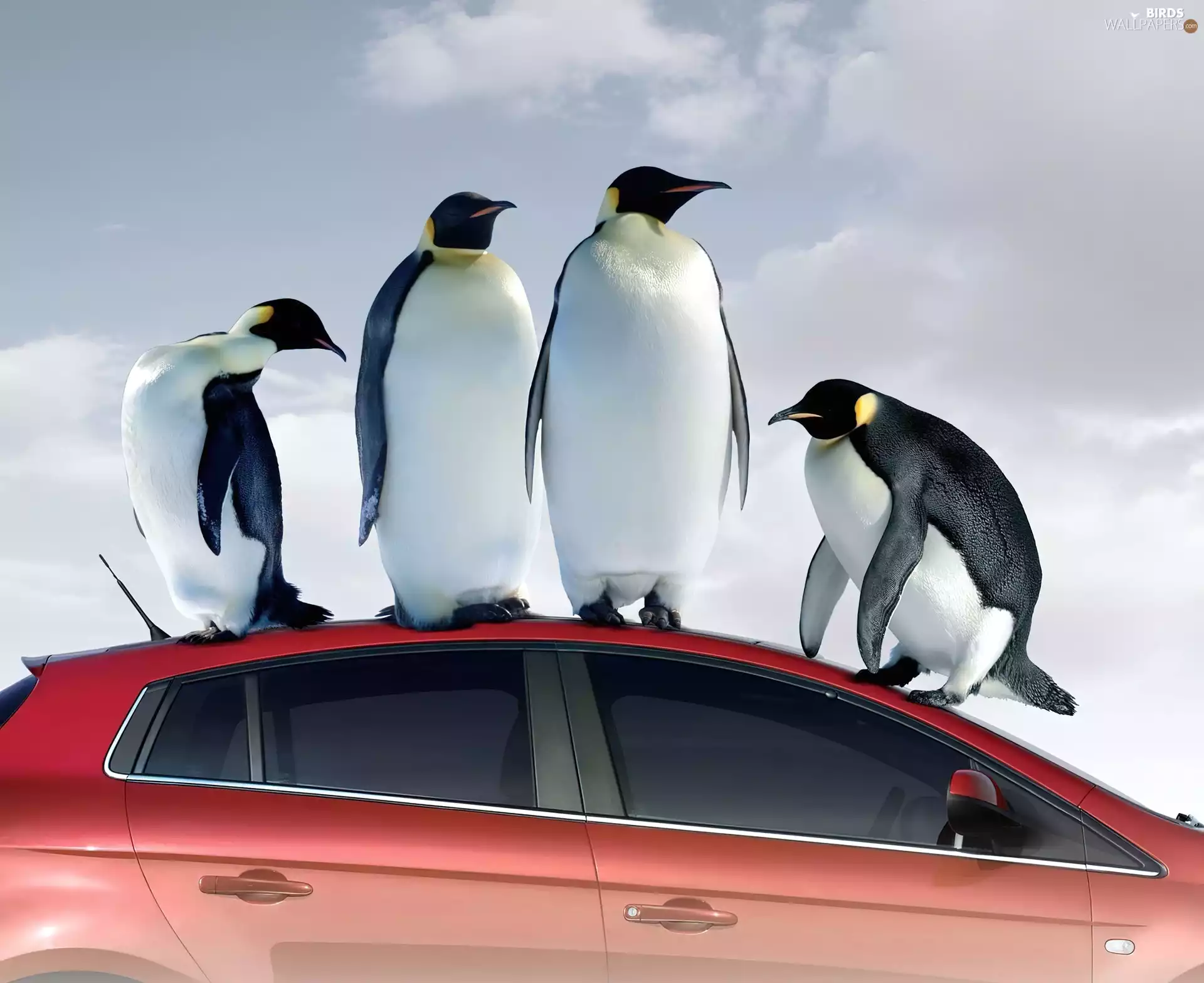 penguin, Automobile