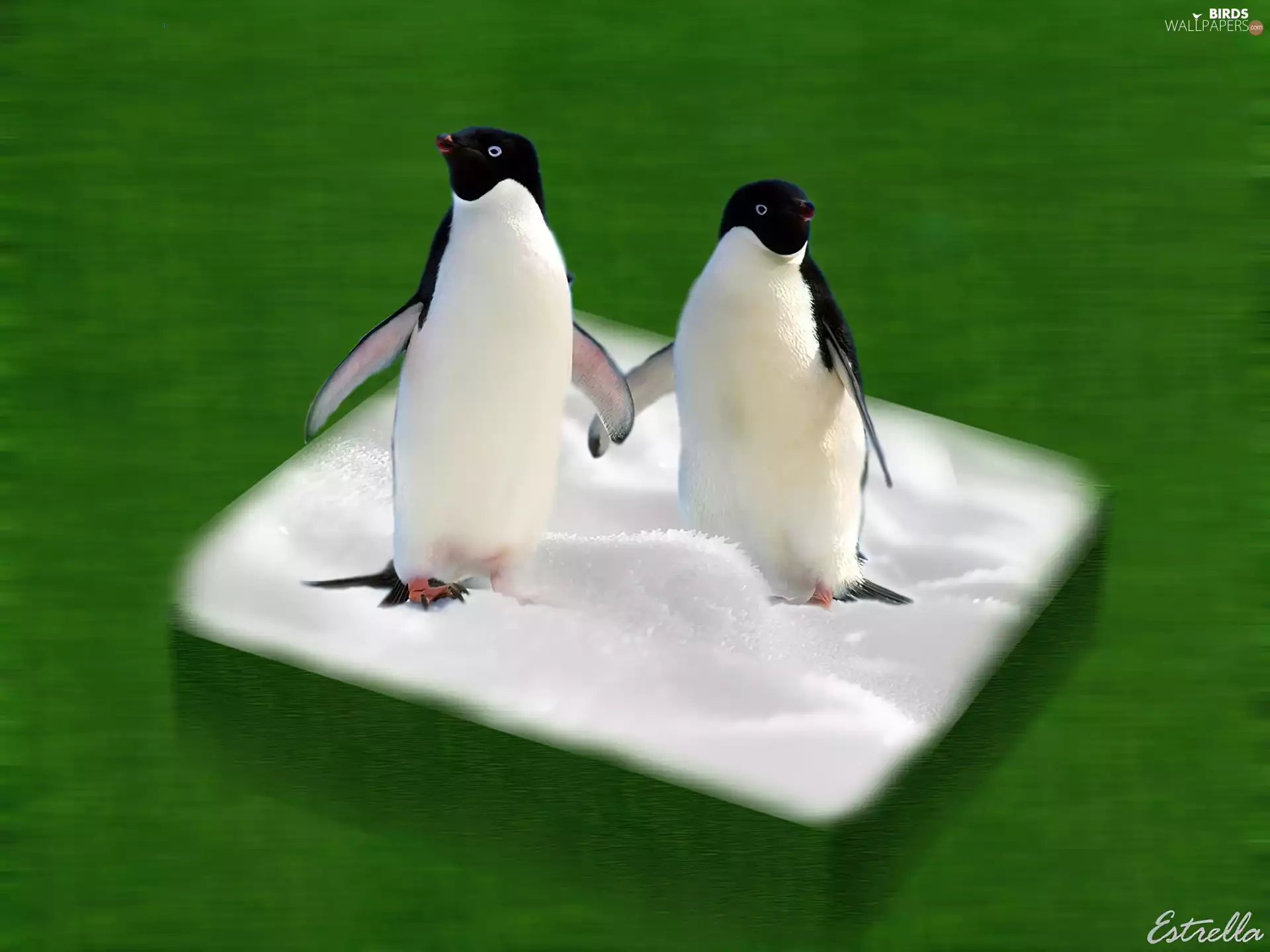 green ones, background, penguin, snow, Two cars