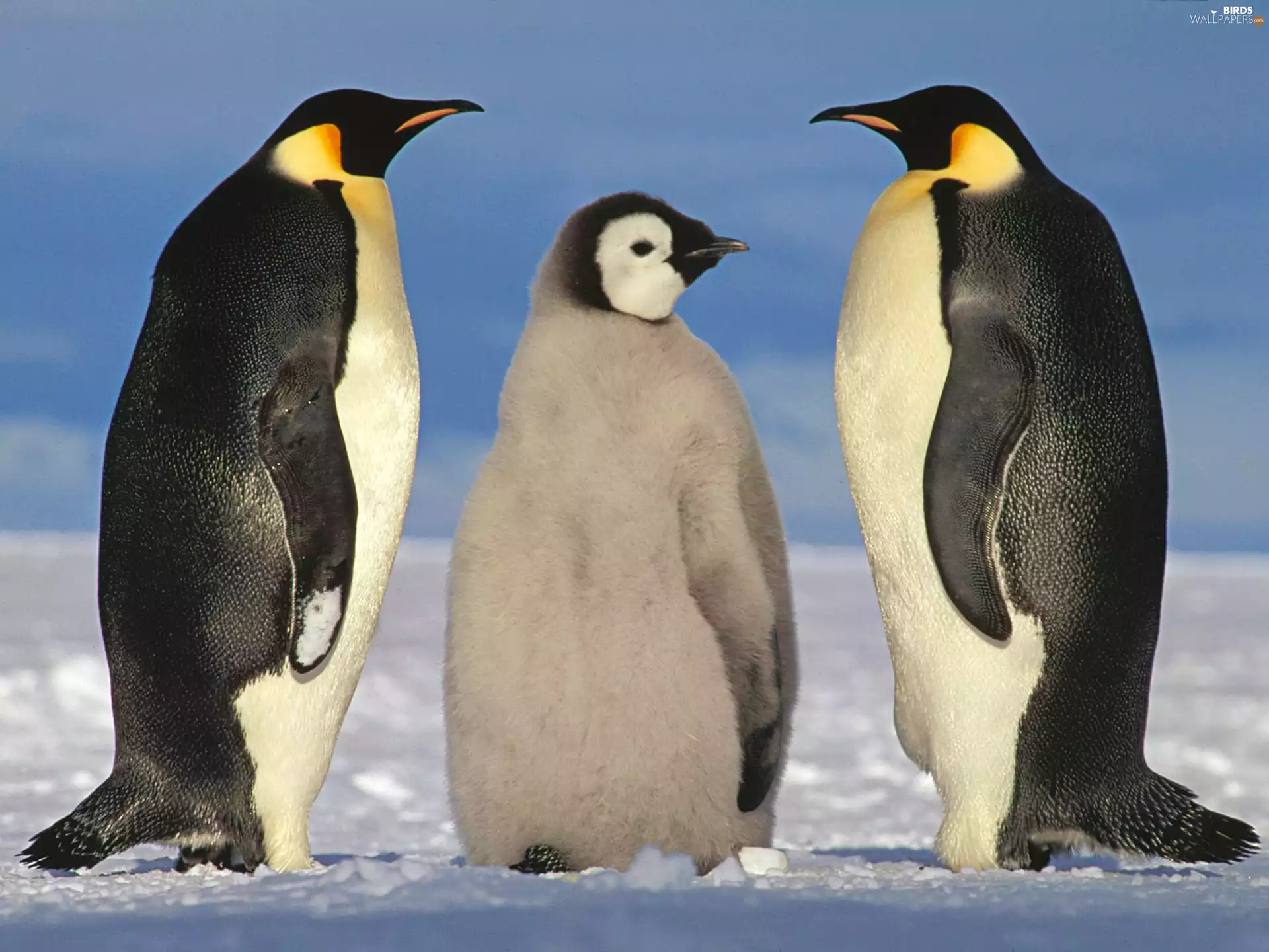 penguin, chick