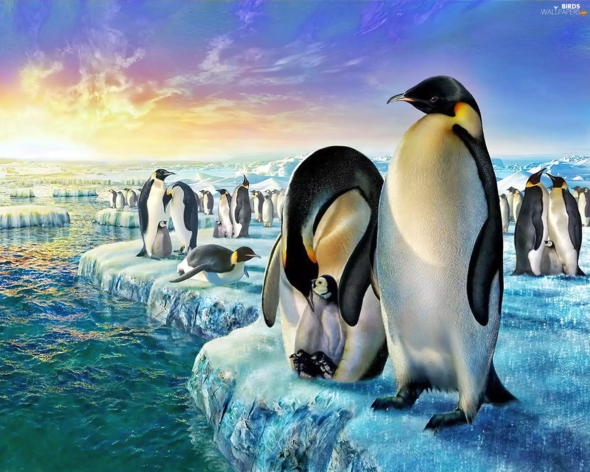 penguin, floe