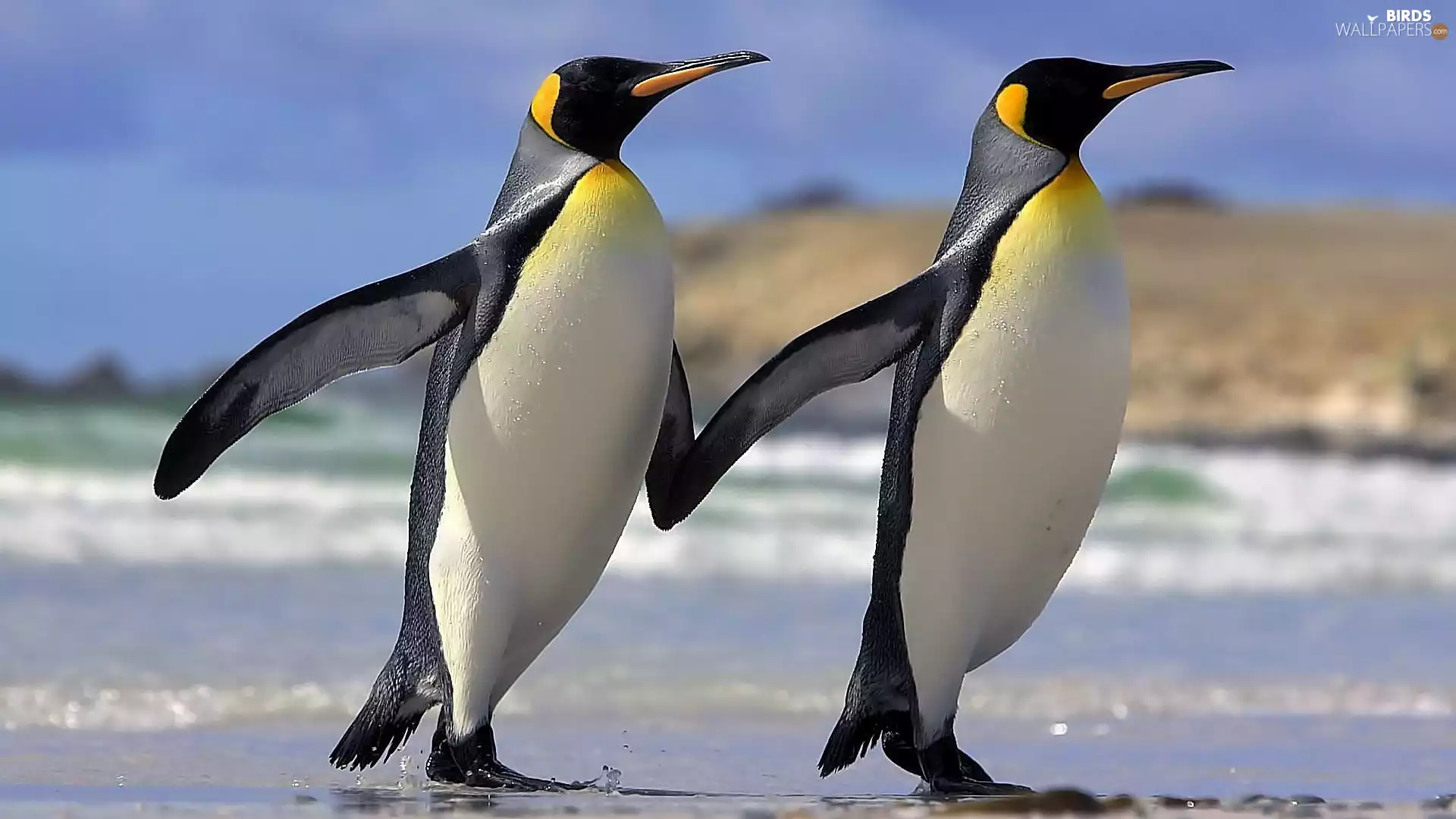 friendship, Two cars, penguin
