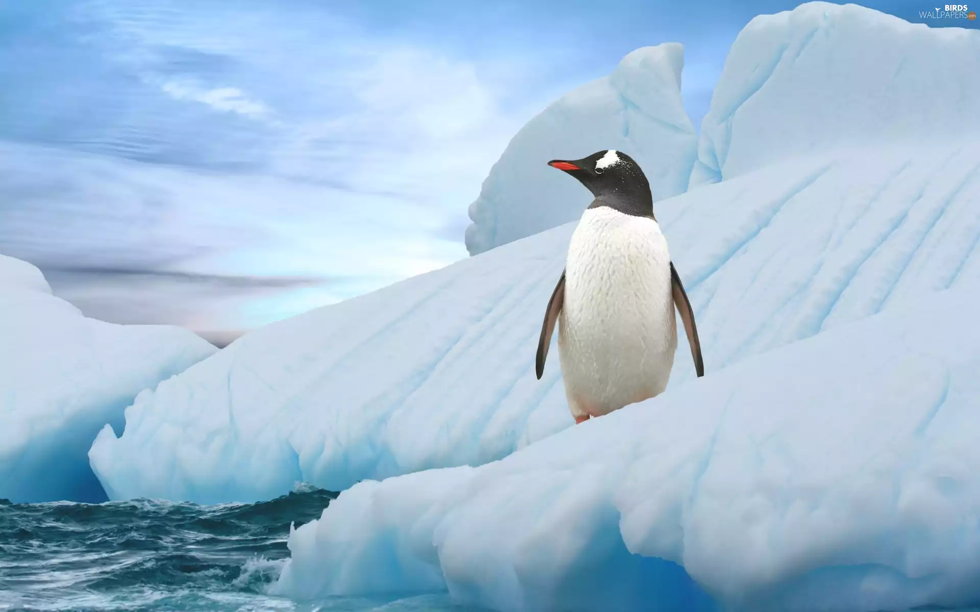penguin, Iceberg
