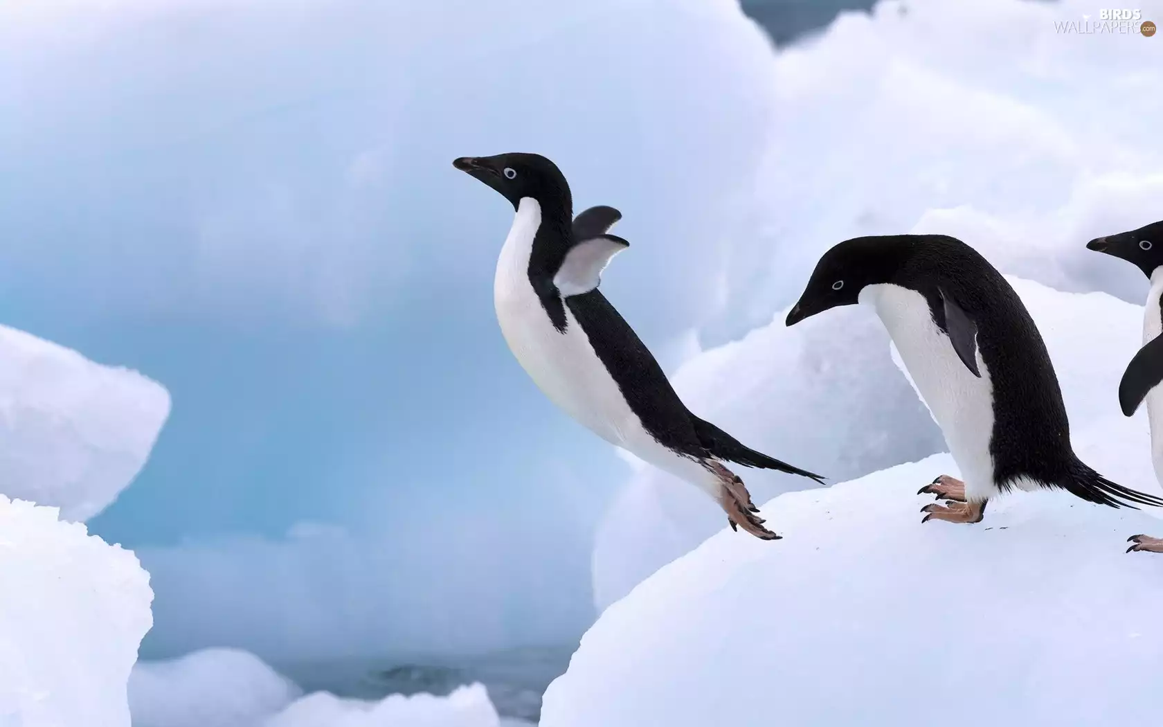 penguin, jump