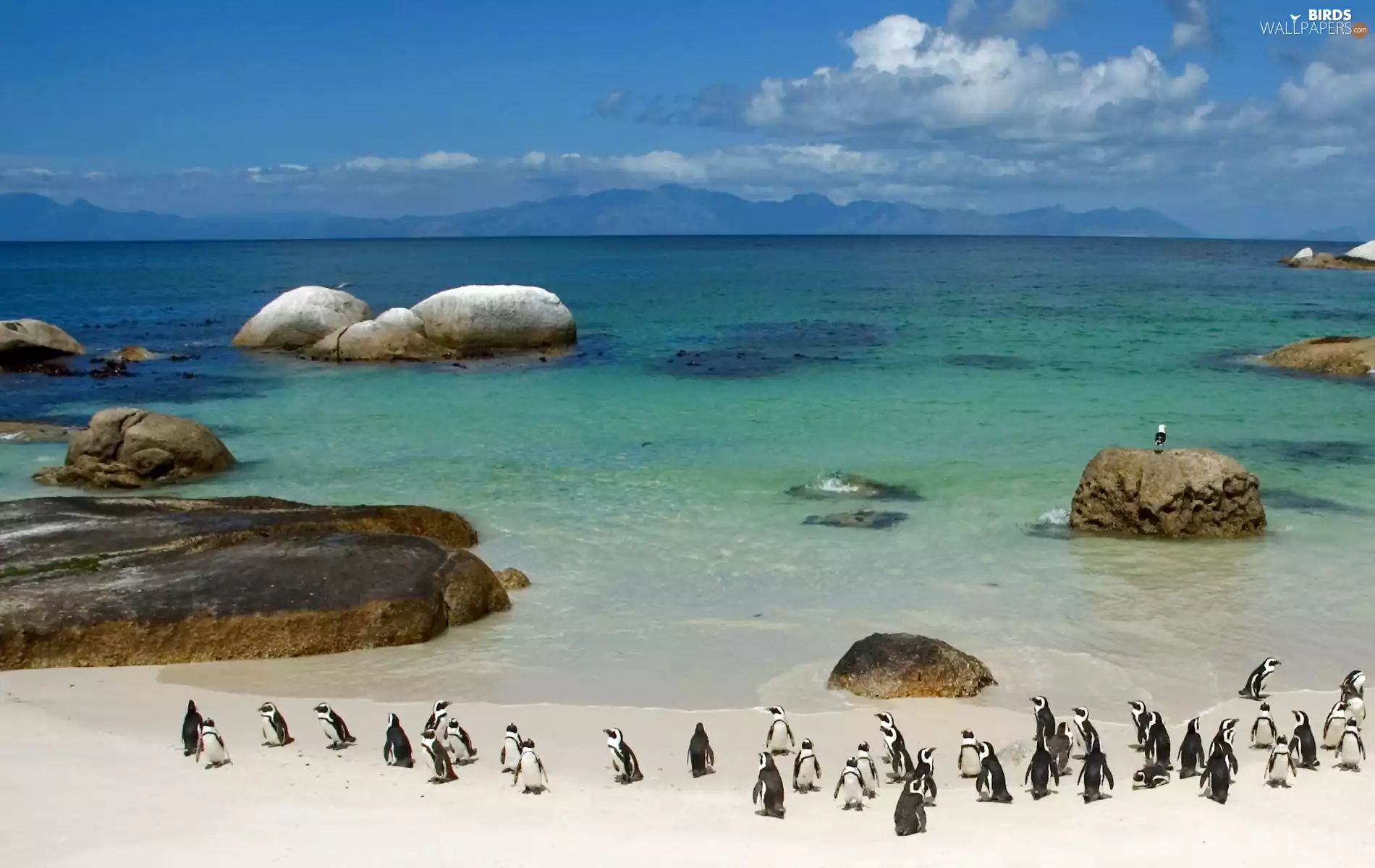 penguin, Beaches, sea