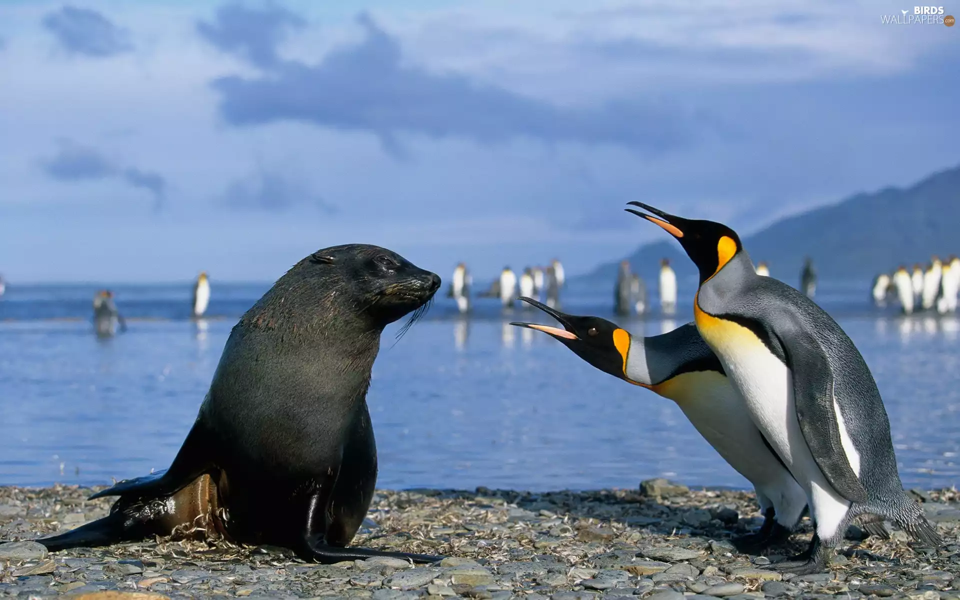 seal, penguin, sea, Two cars