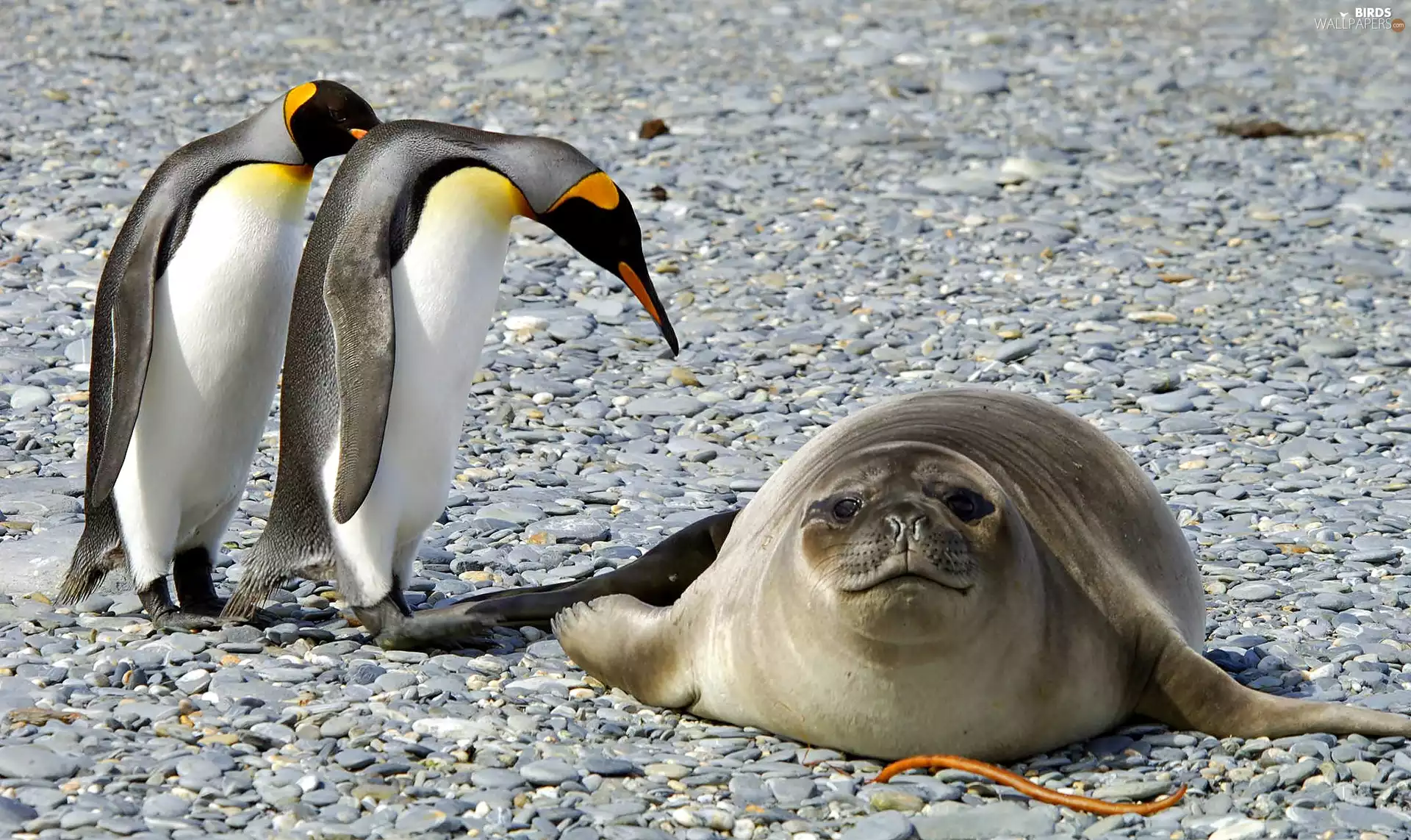 seal, Two cars, penguin