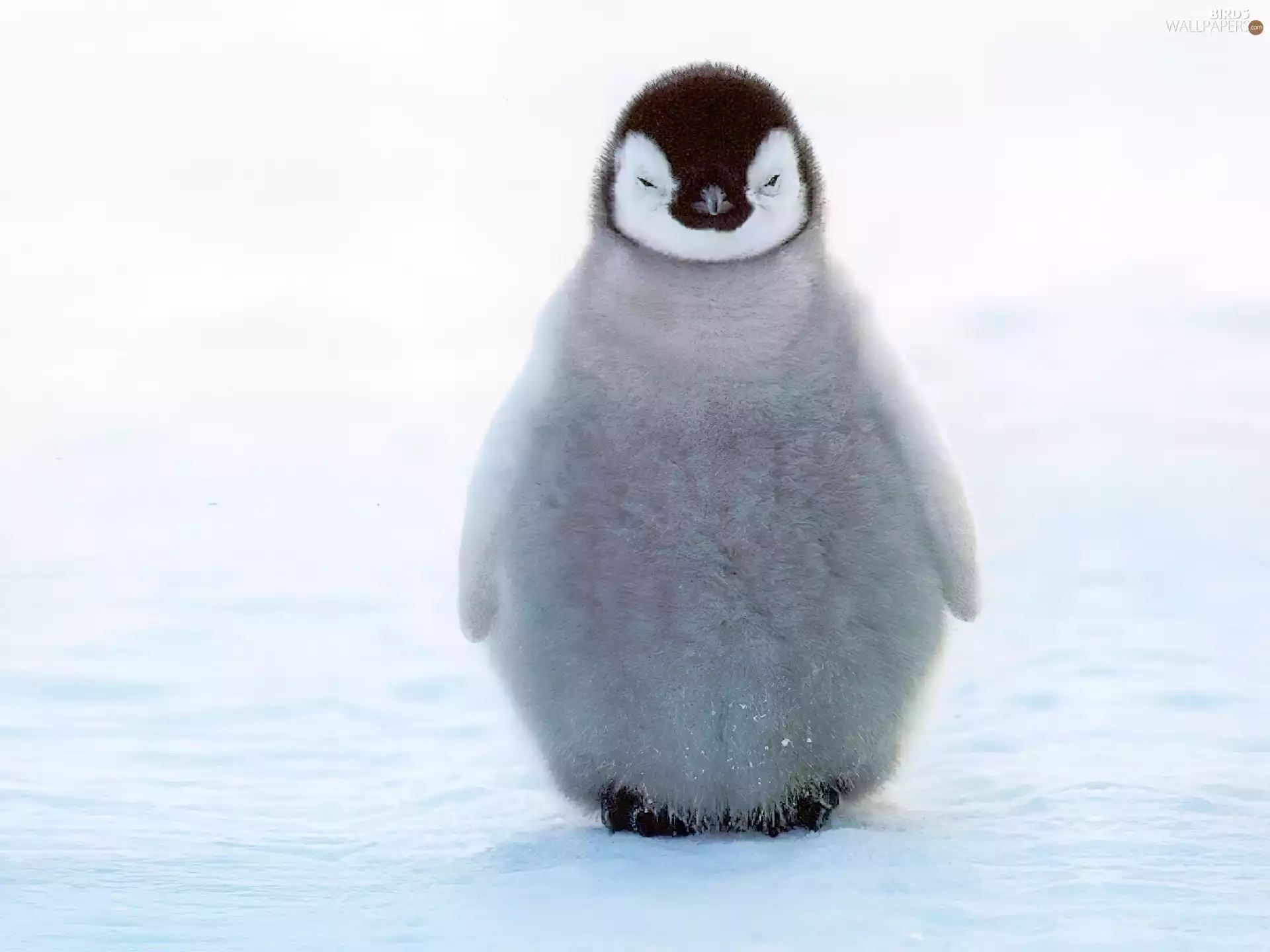 penguin, fluffy, small