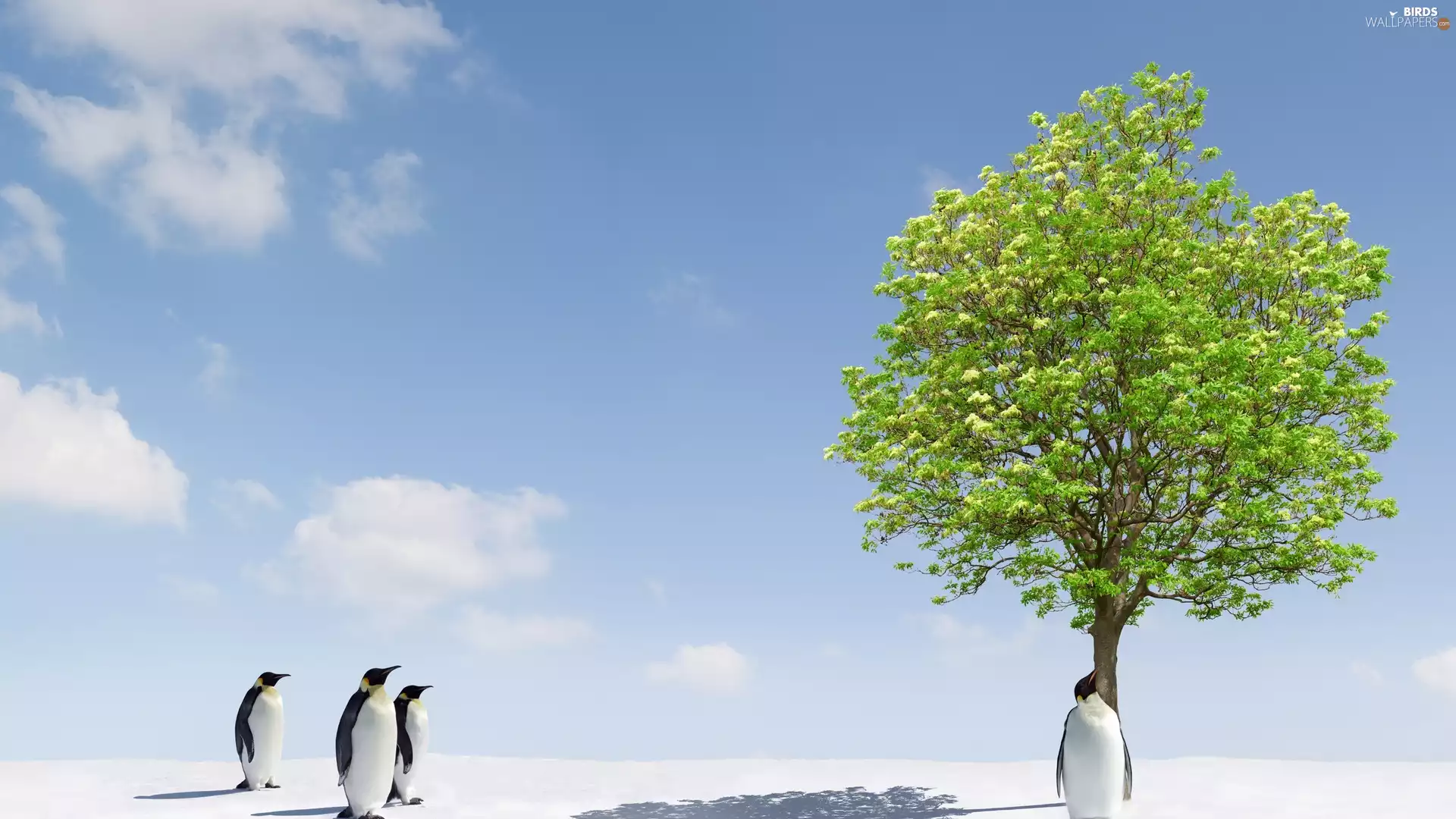 penguin, trees