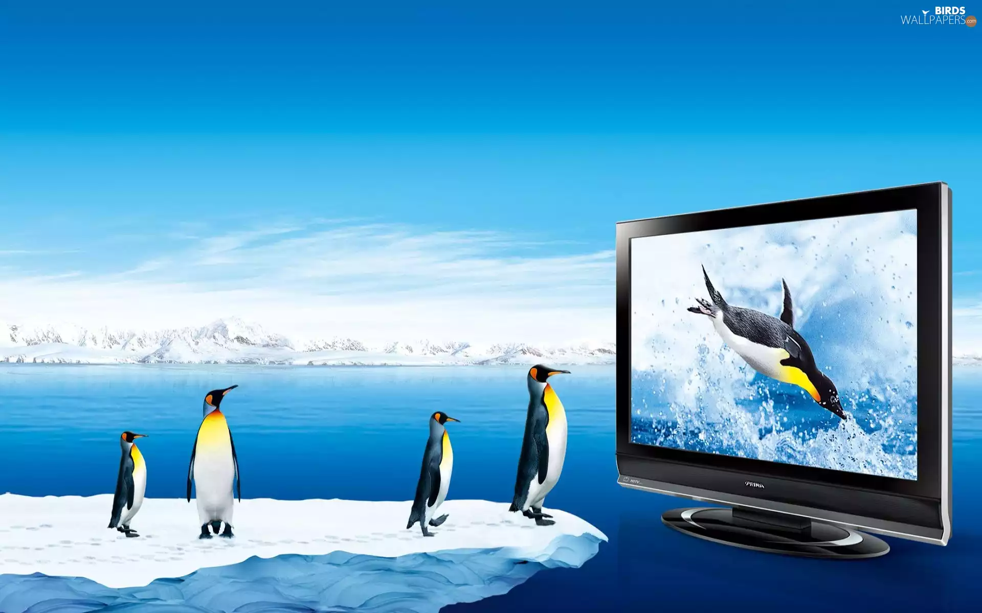 penguin, TV