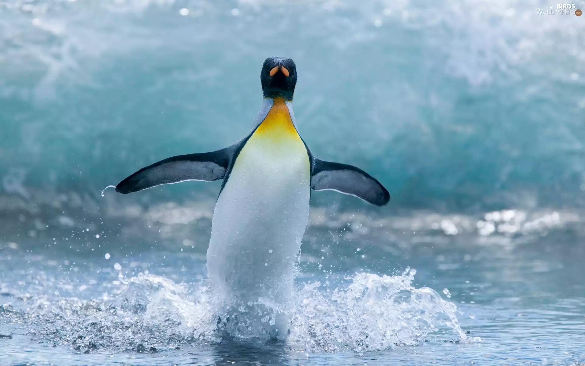 penguin, sea, Waves