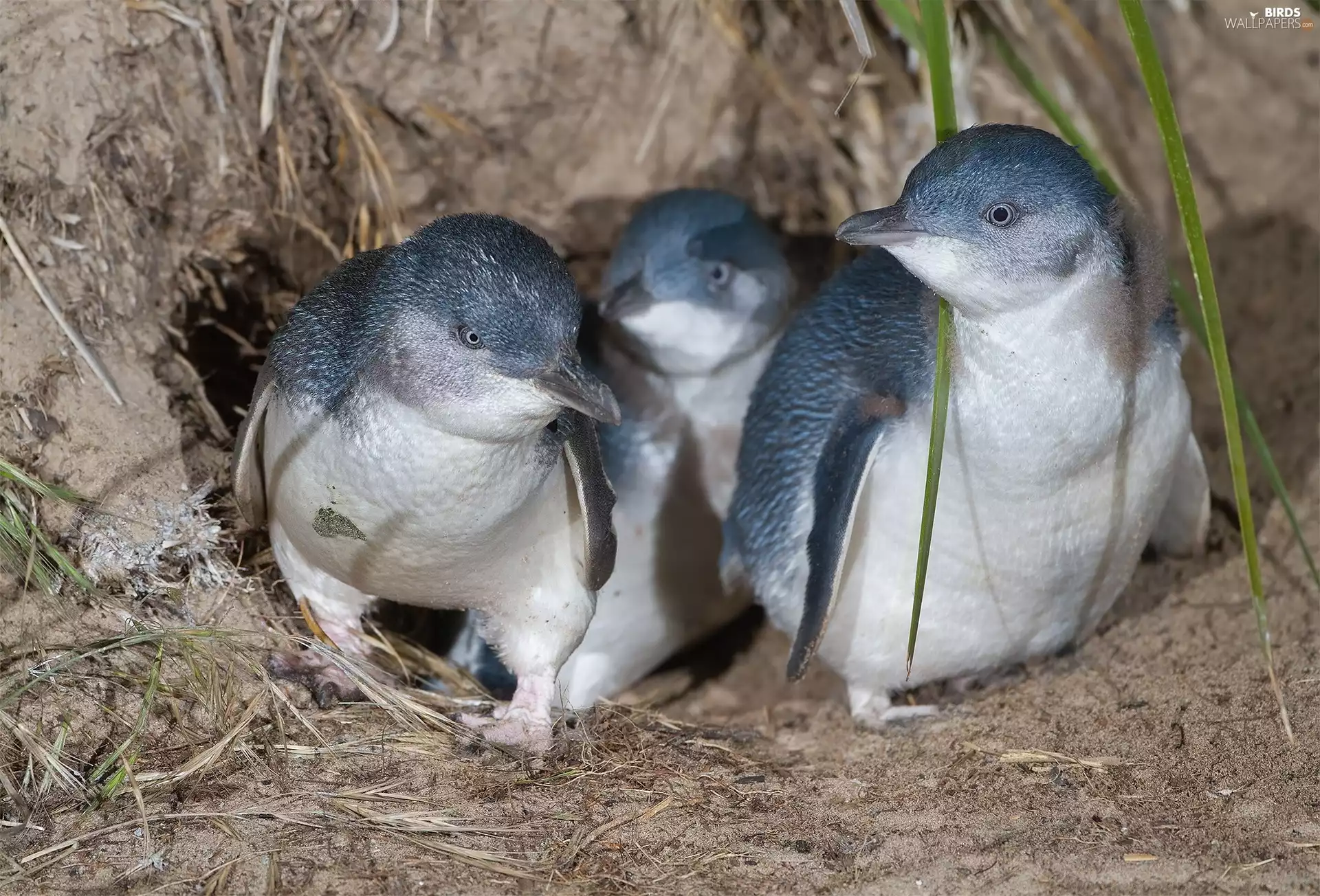 penguin, Three, young