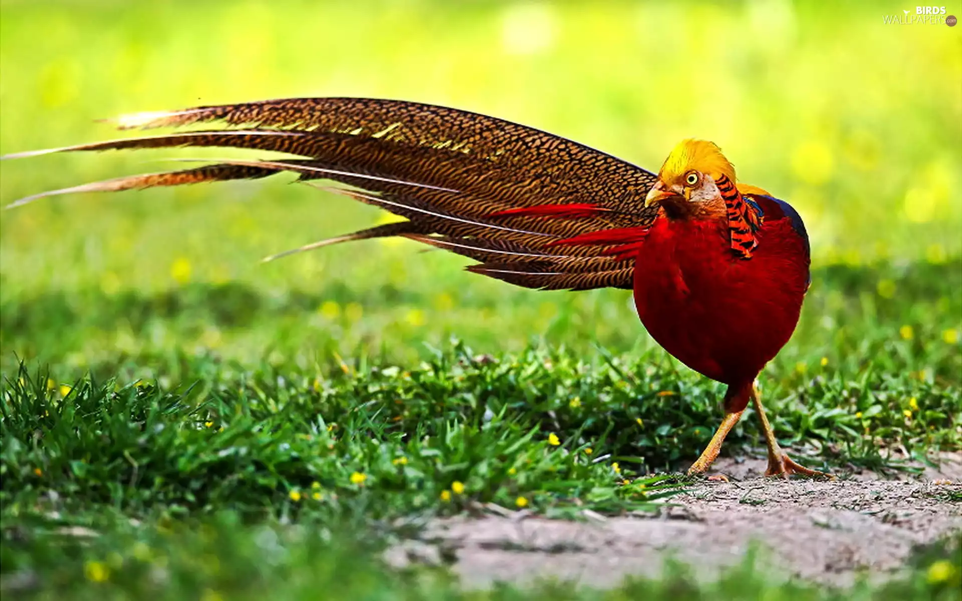 Golden, grass, tail, pheasant