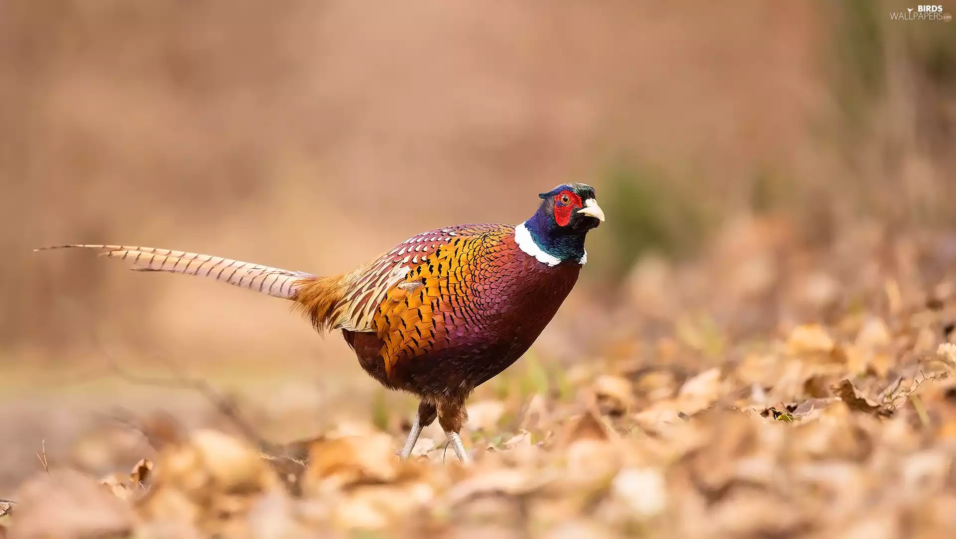 Leaf, Bird, Common Pheasant