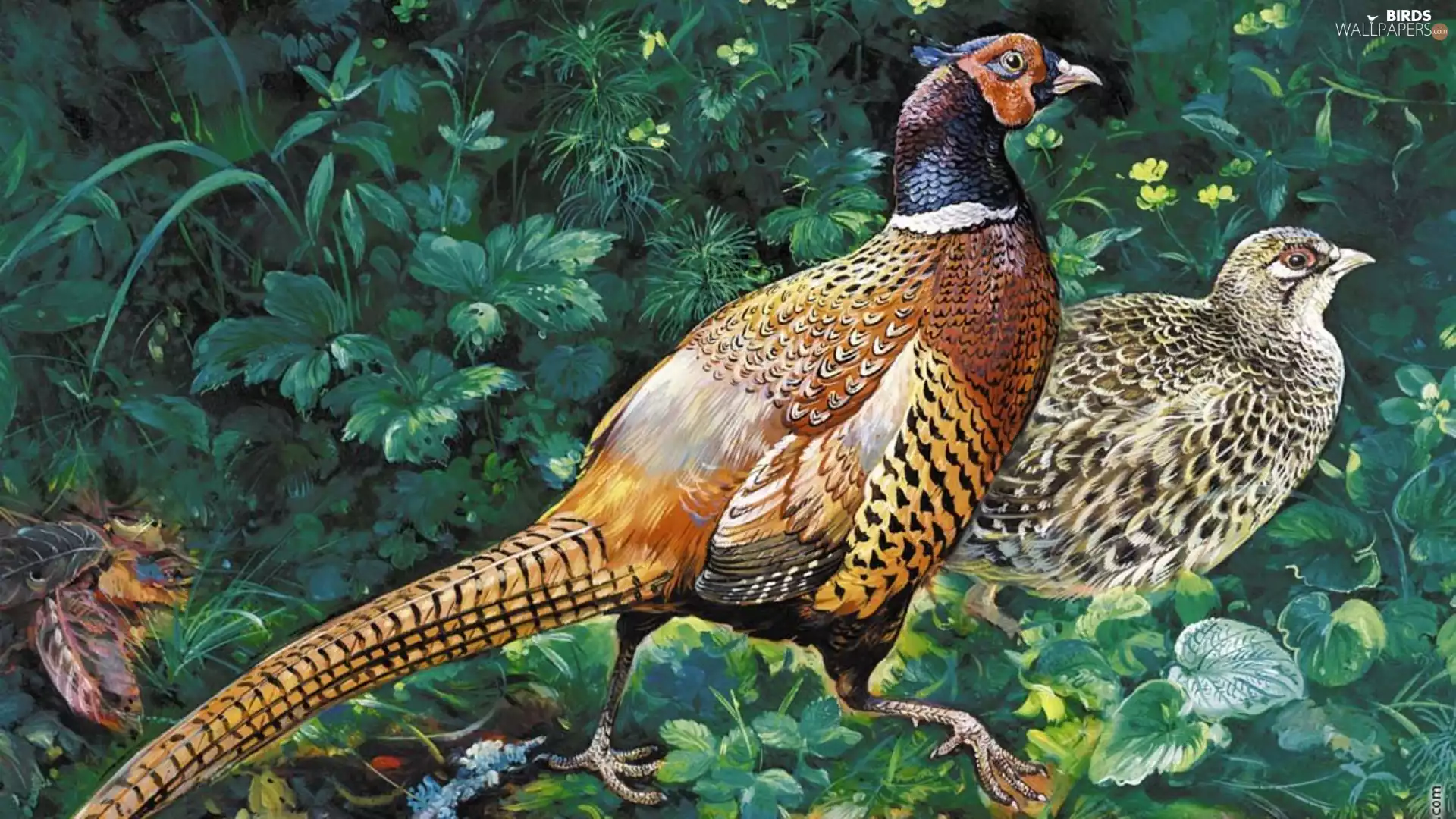 pheasant, partridge