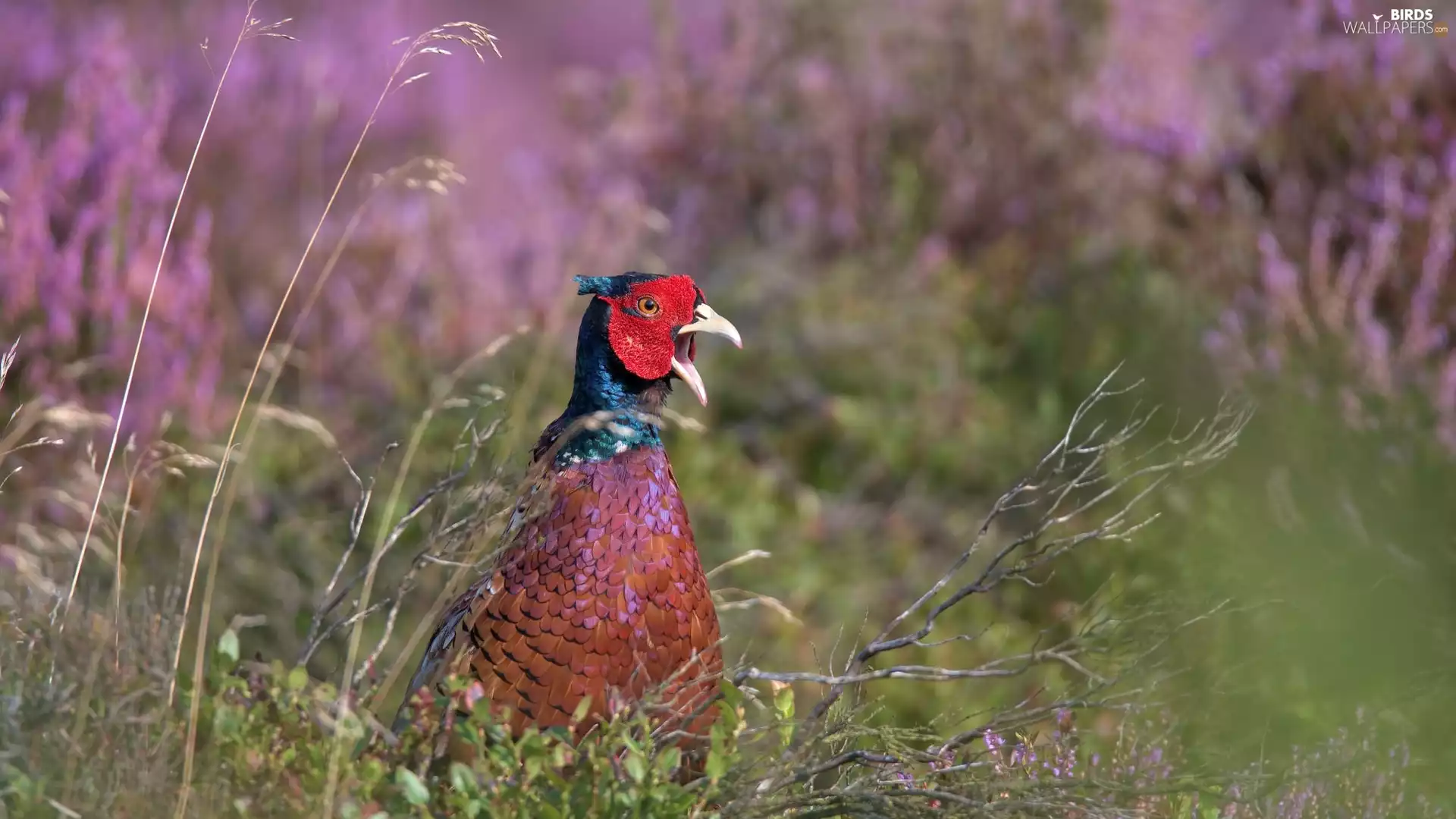 Plants, Bird, Common Pheasant