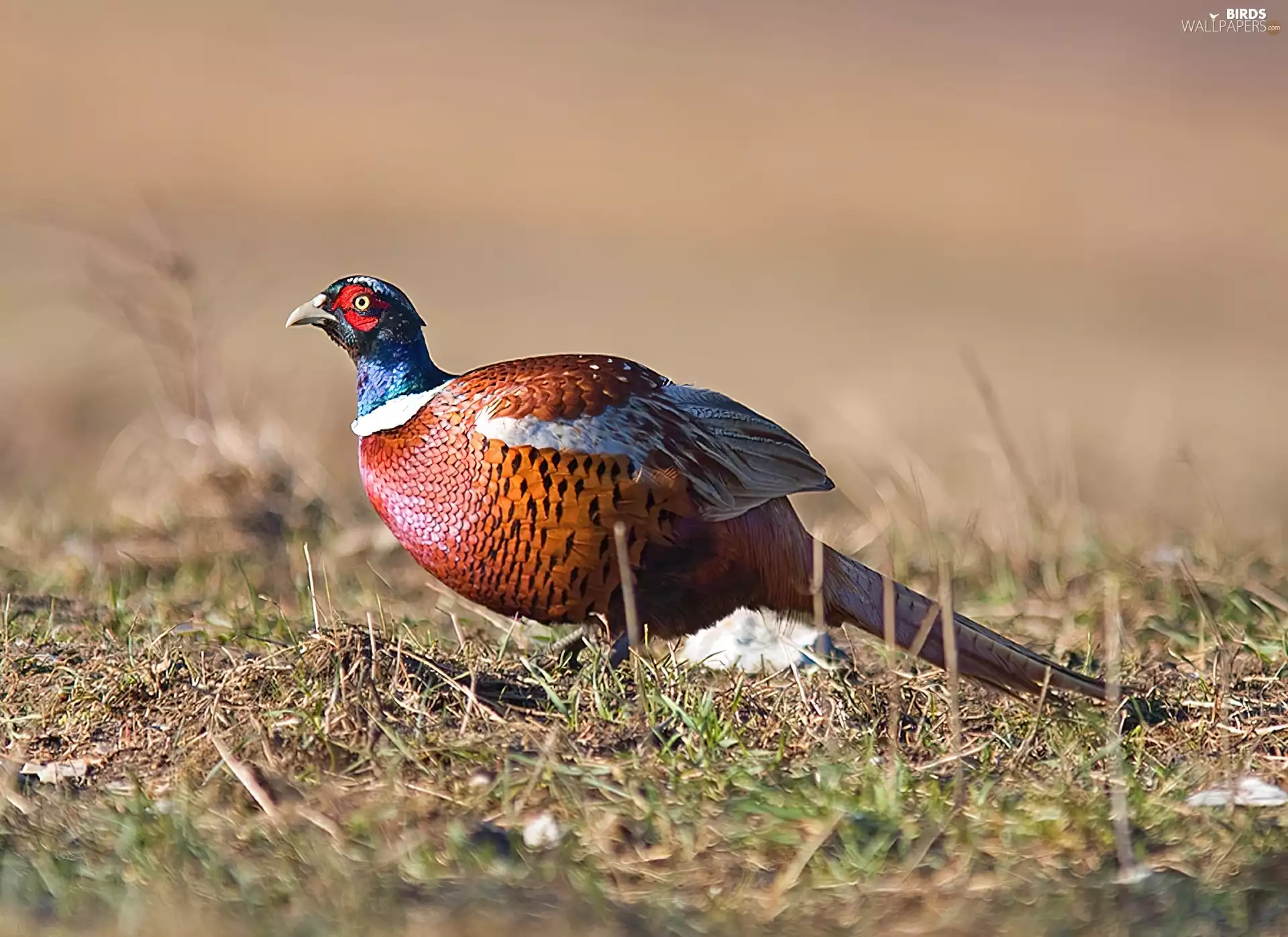pheasant, color, plumage