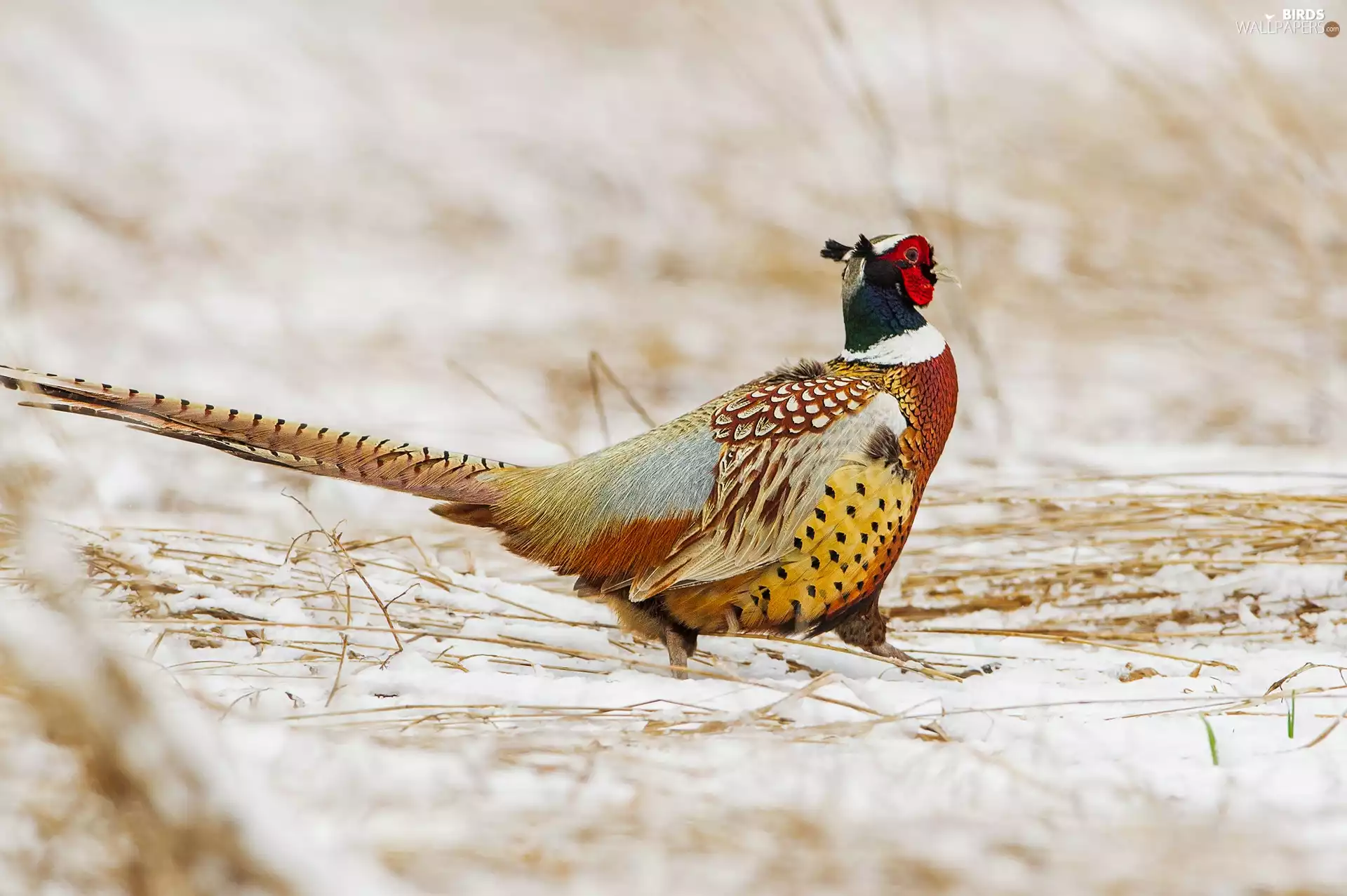 pheasant