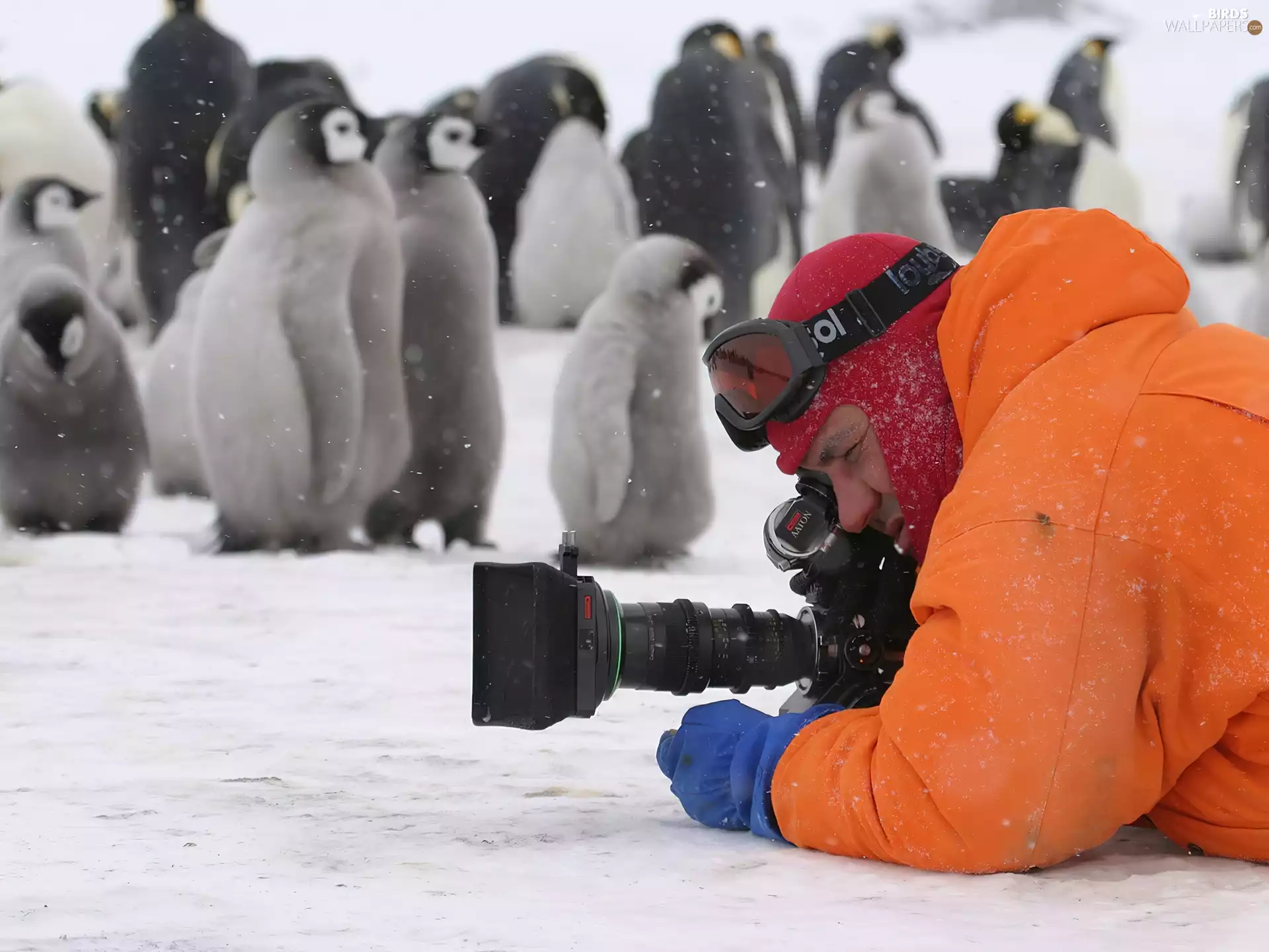 penguin, snow, Camera, photographer