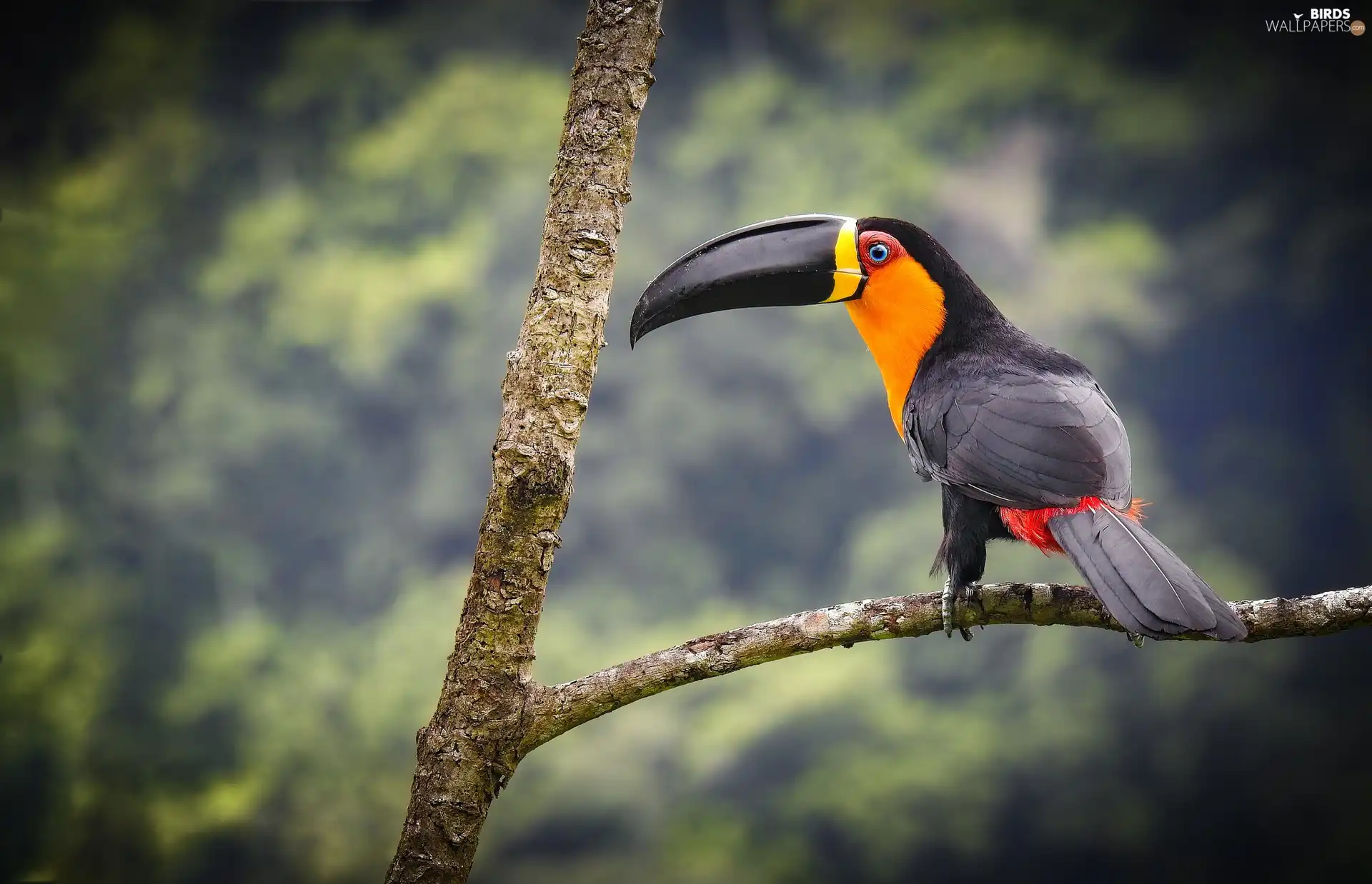 Toucan, branch pics