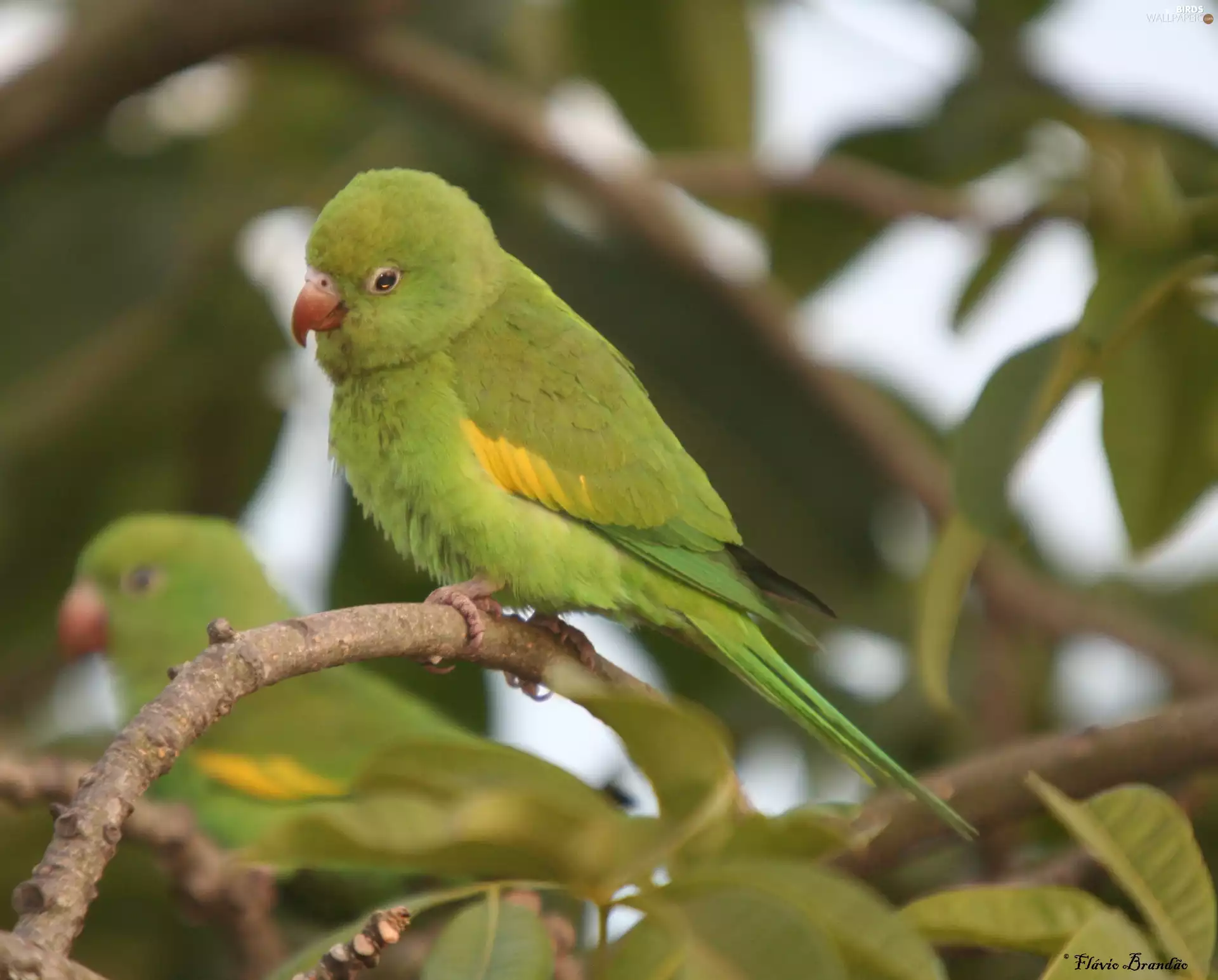 branch pics, green ones, Parrots
