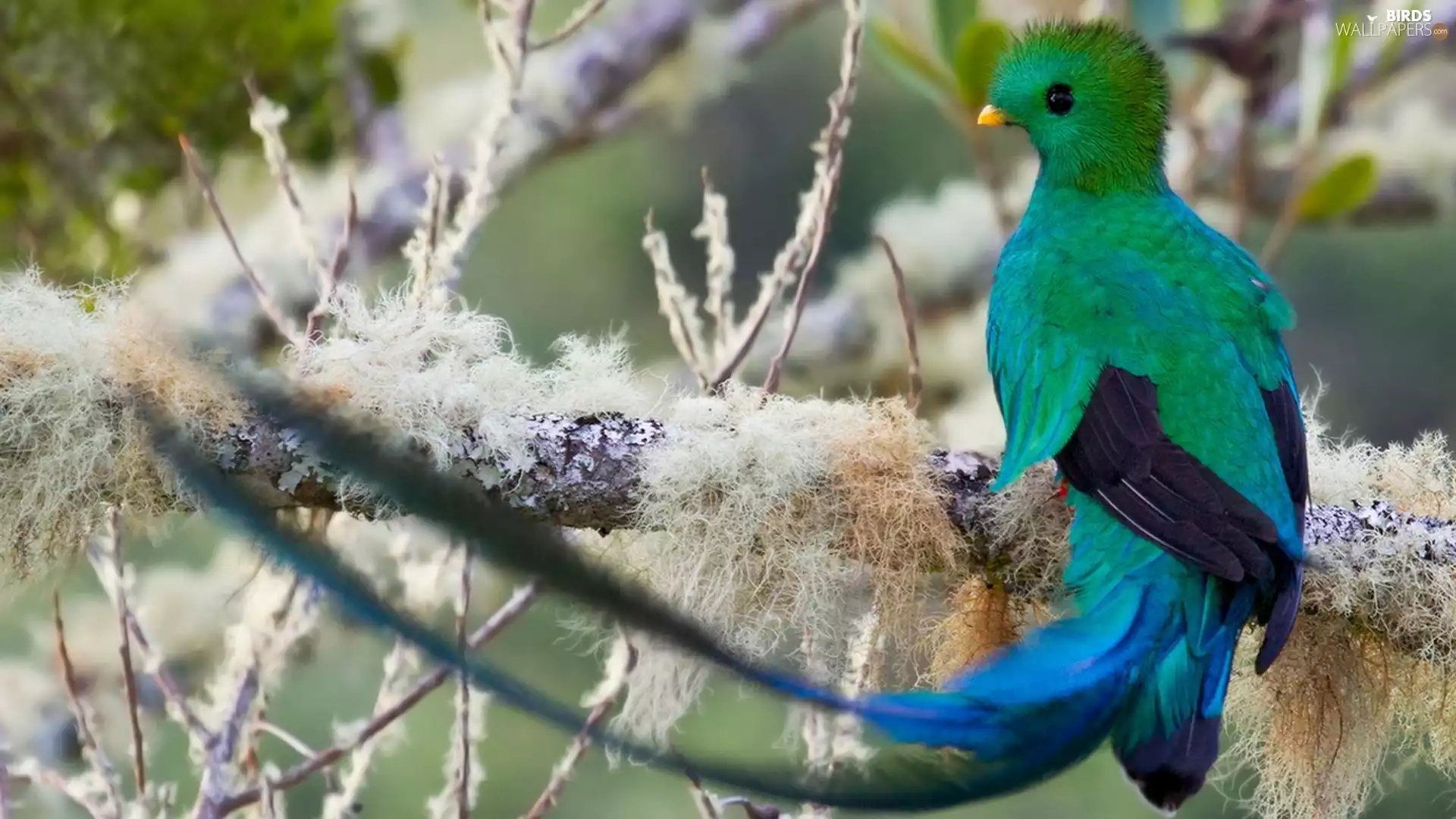 Bird, frosty, branch pics, Quetzal Heraldic