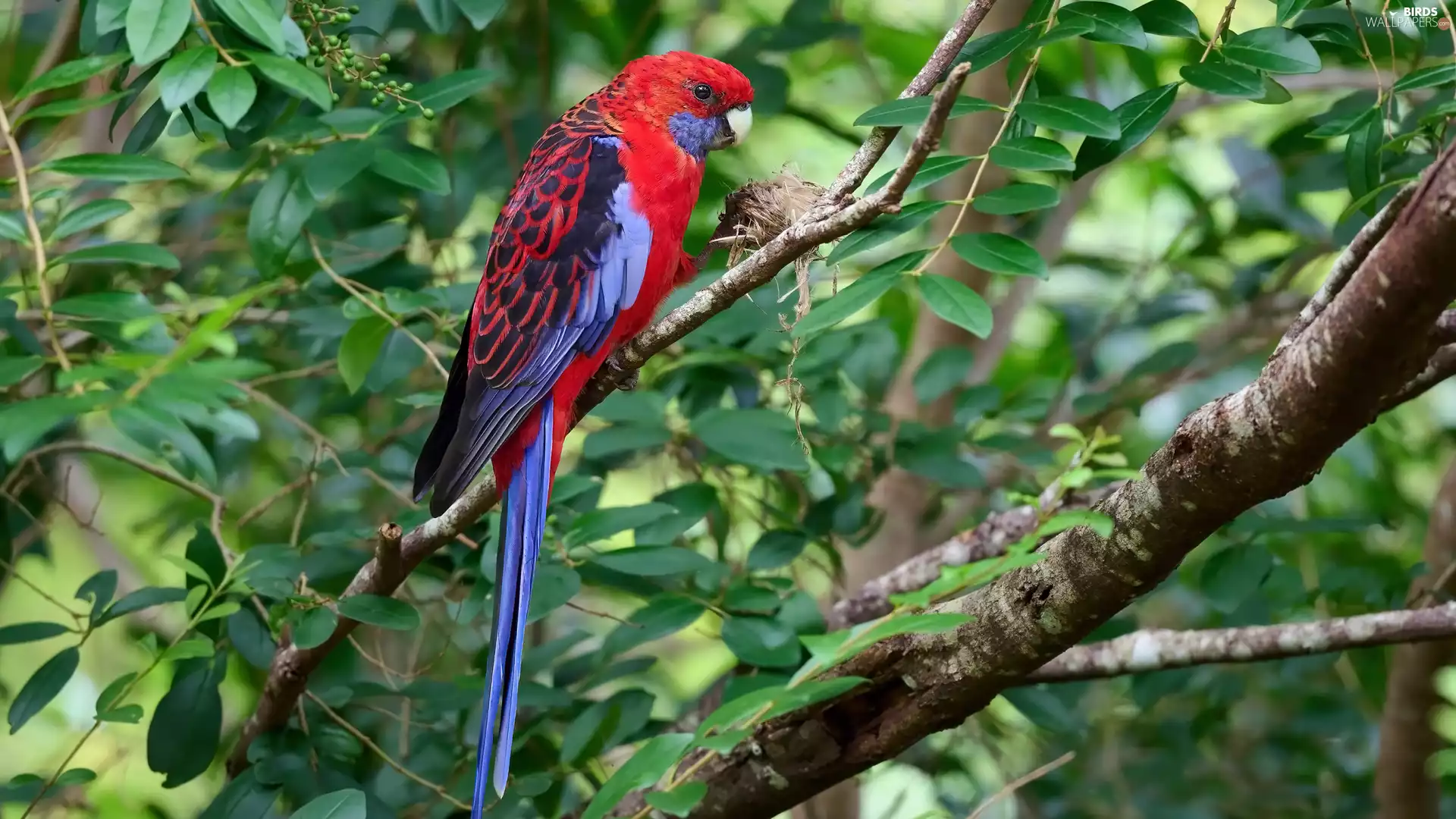 parrot, trees, branch pics, Rosella Kings