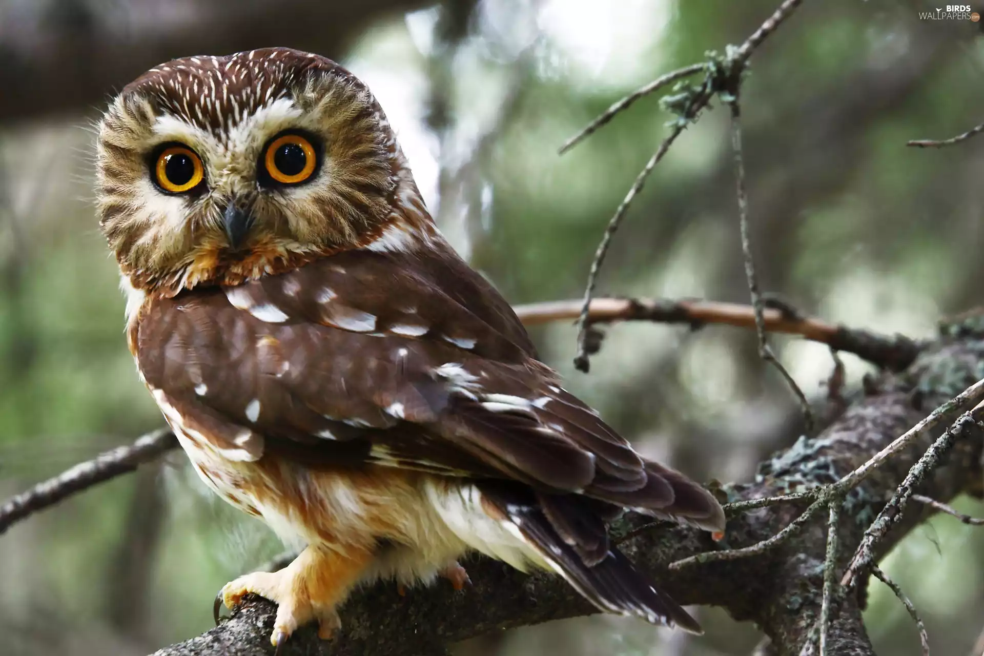 branch pics, owl, The look