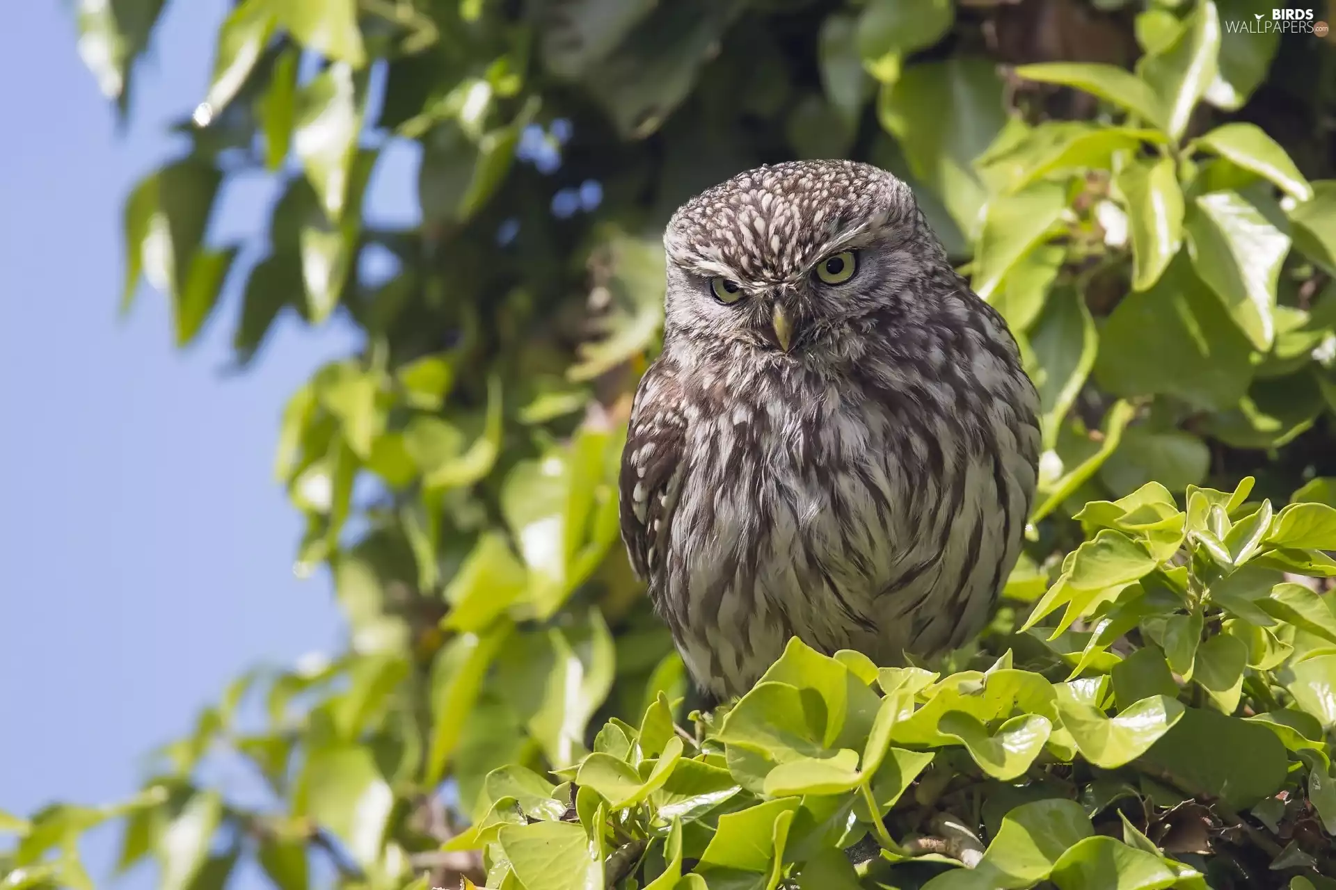 branch pics, owl, Little Owl