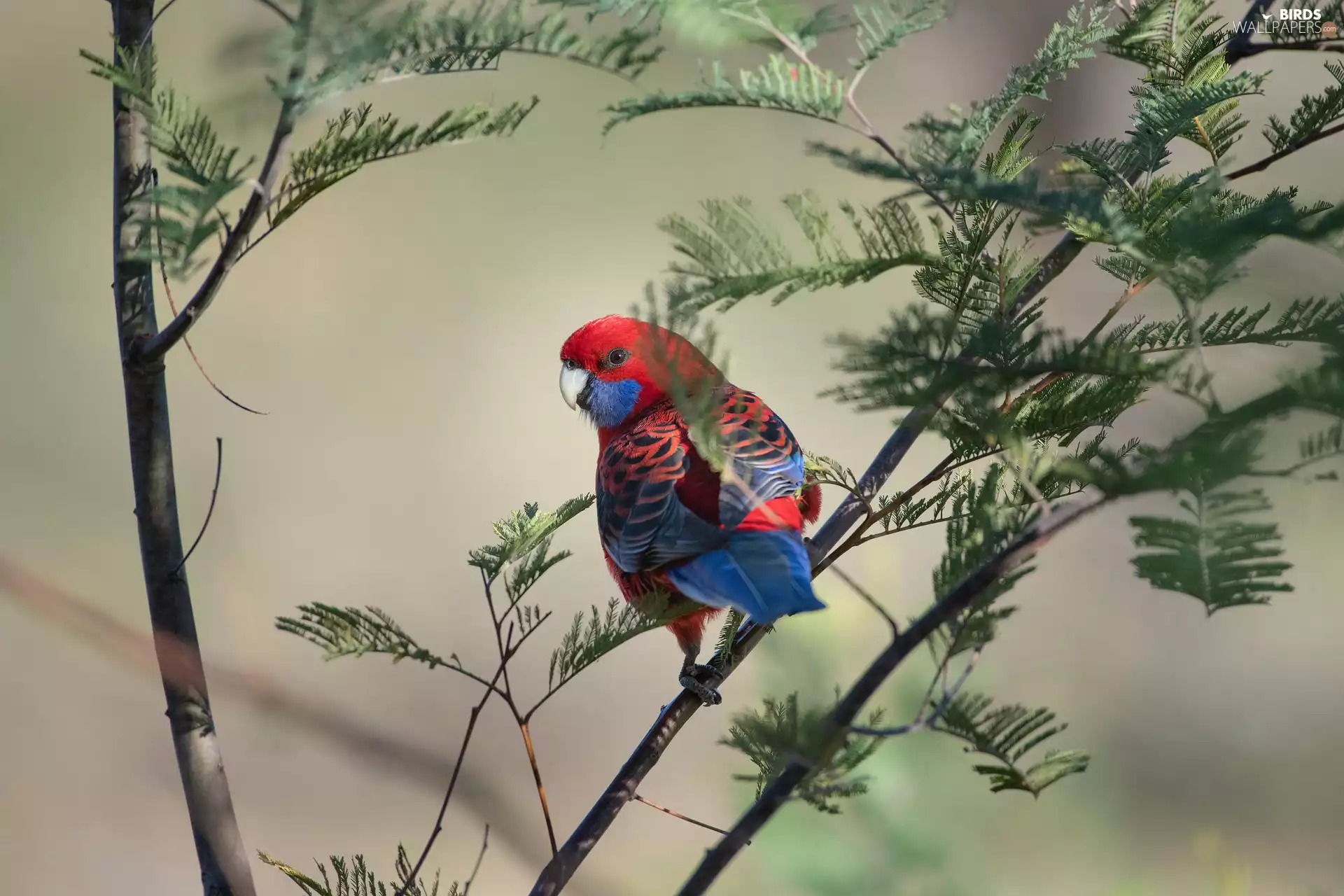 branch pics, parrot, Rosella Kings