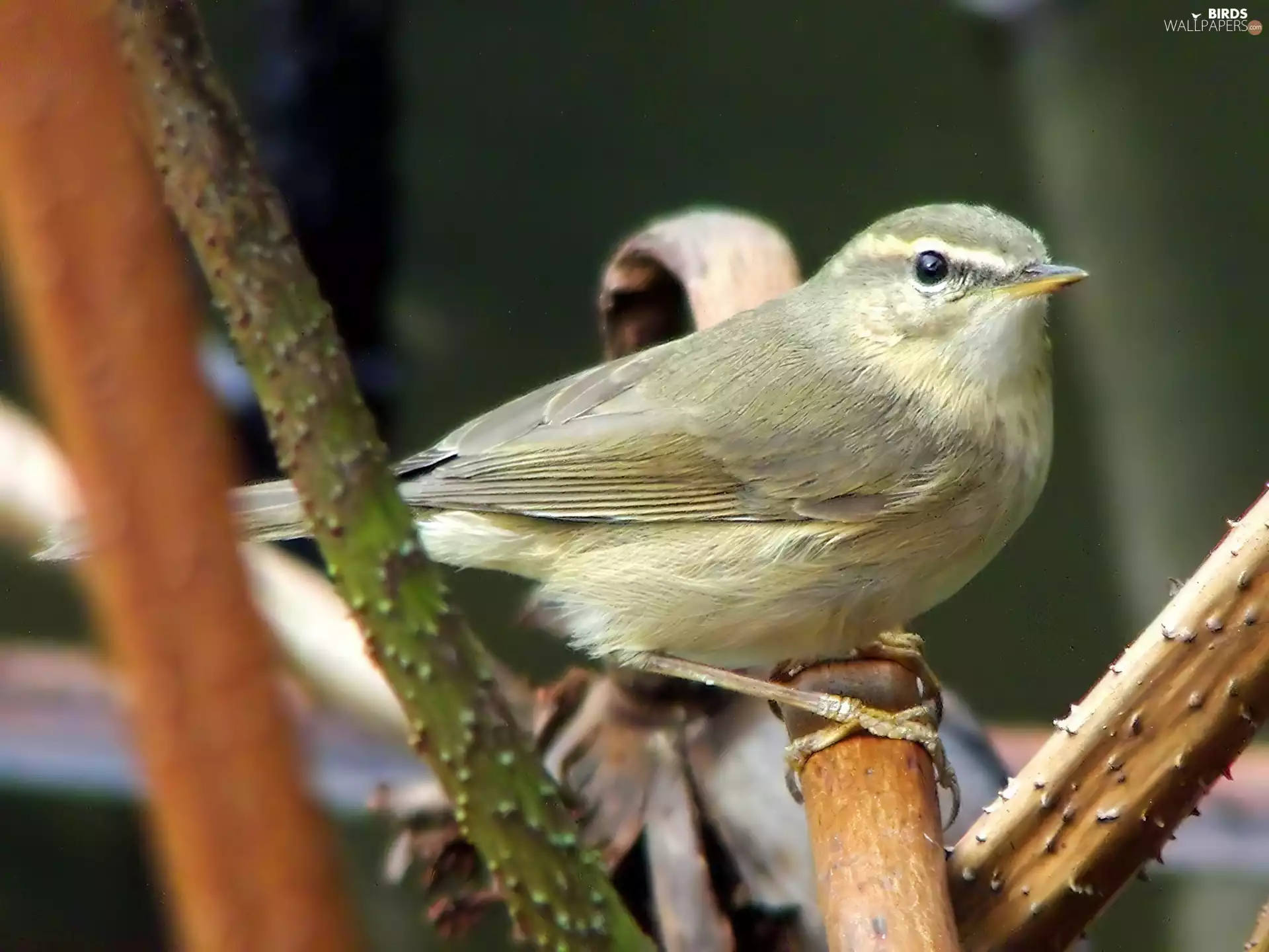 Świstunka Brown, branch pics