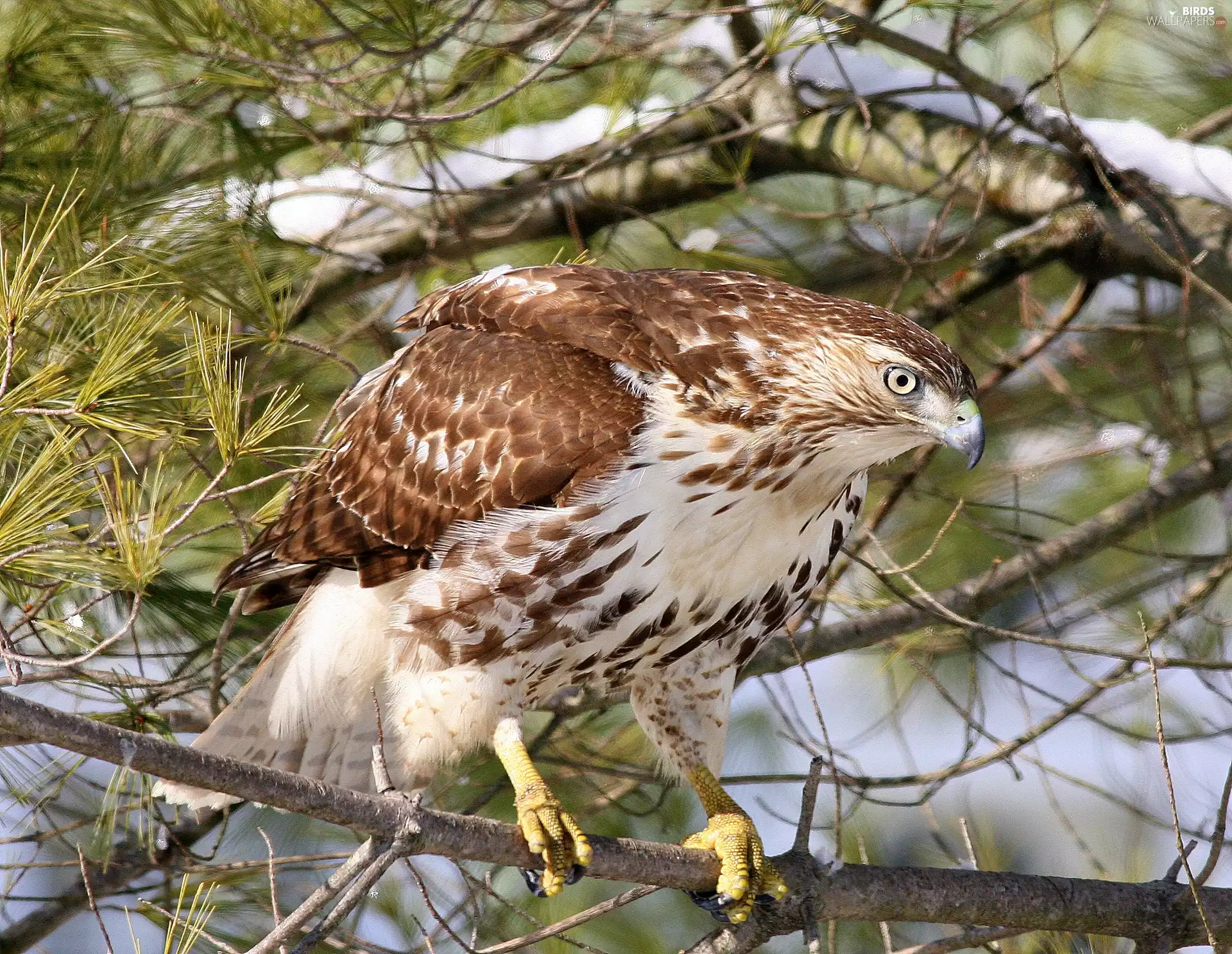 trees, hawk, branch pics