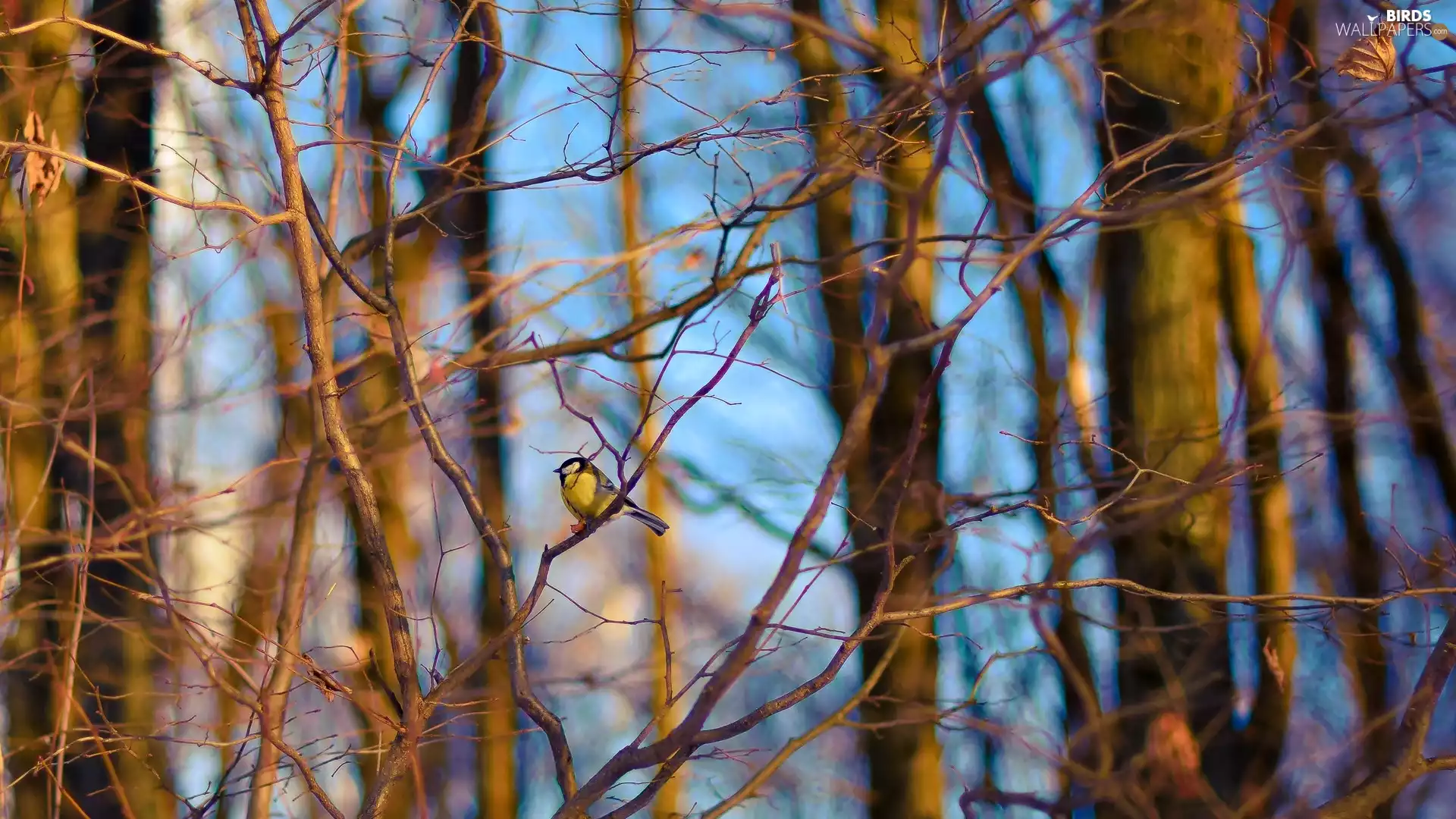 branch pics, viewes, tit, trees