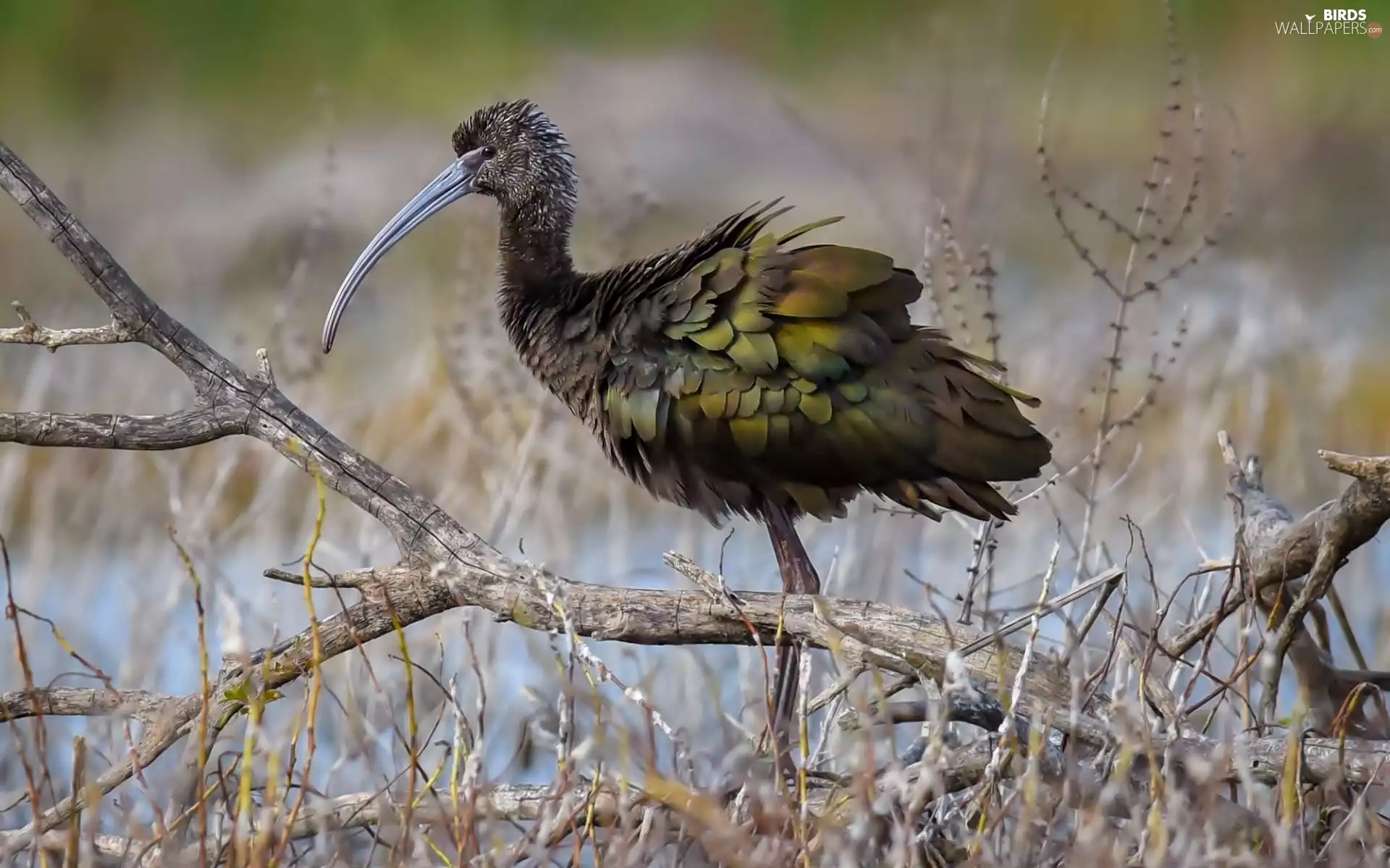 water, Ibis, branch pics