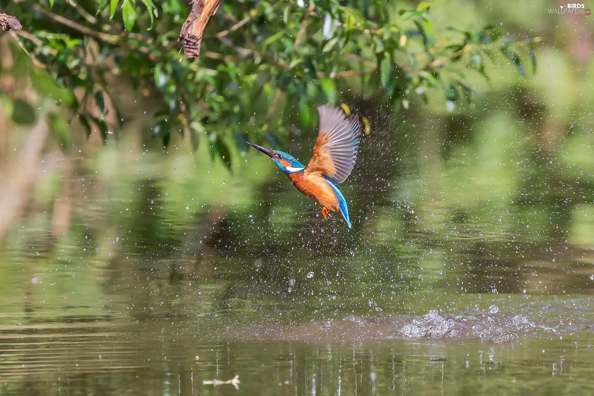 water, kingfisher, branch pics