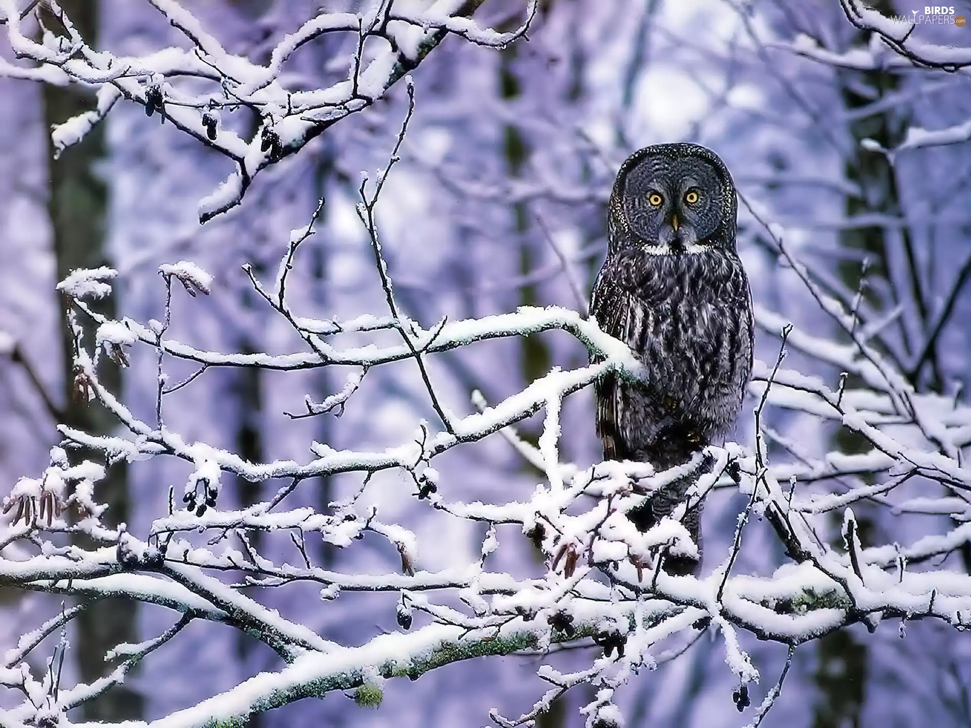 winter, owl, branch pics