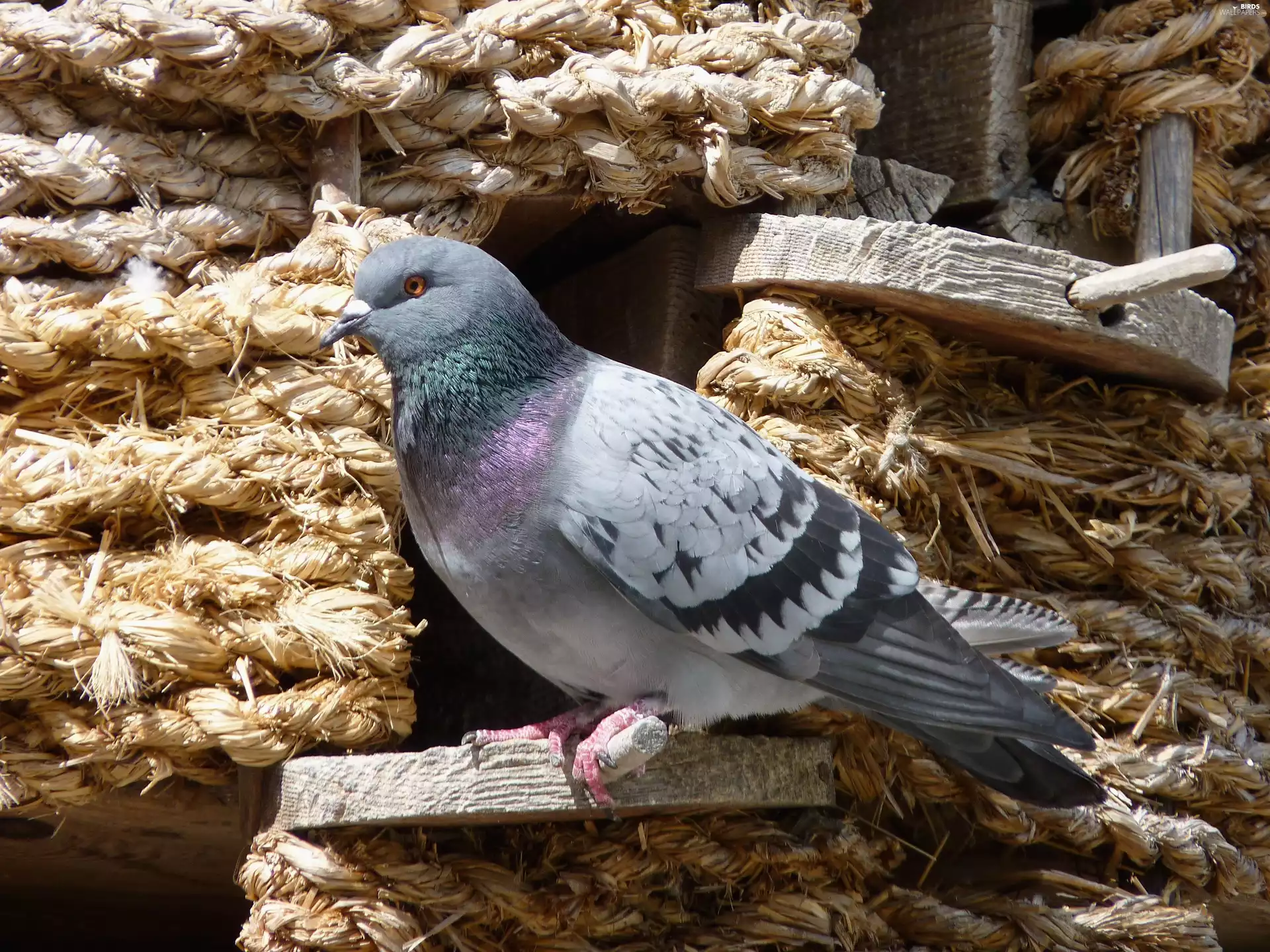 pigeon