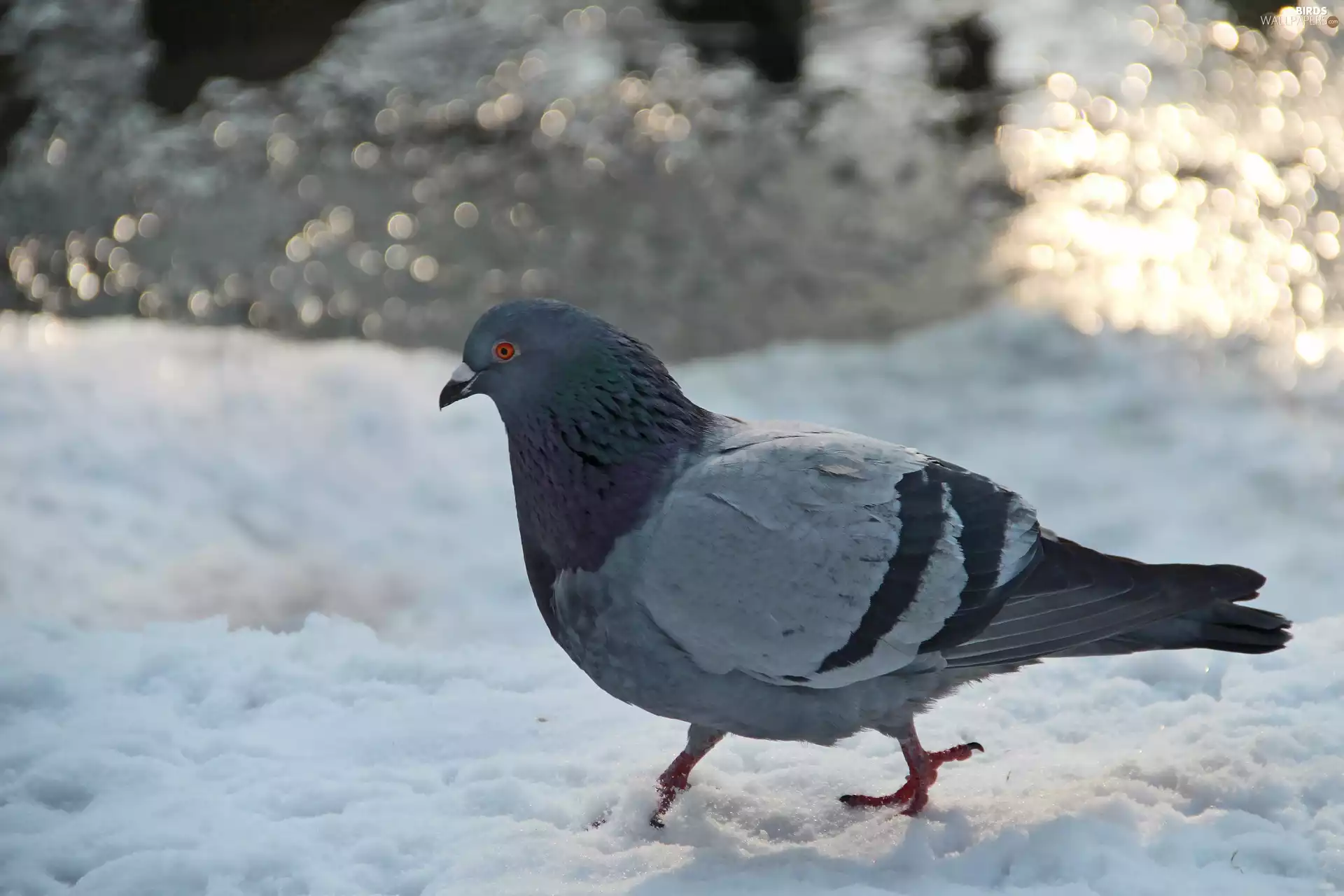 pigeon