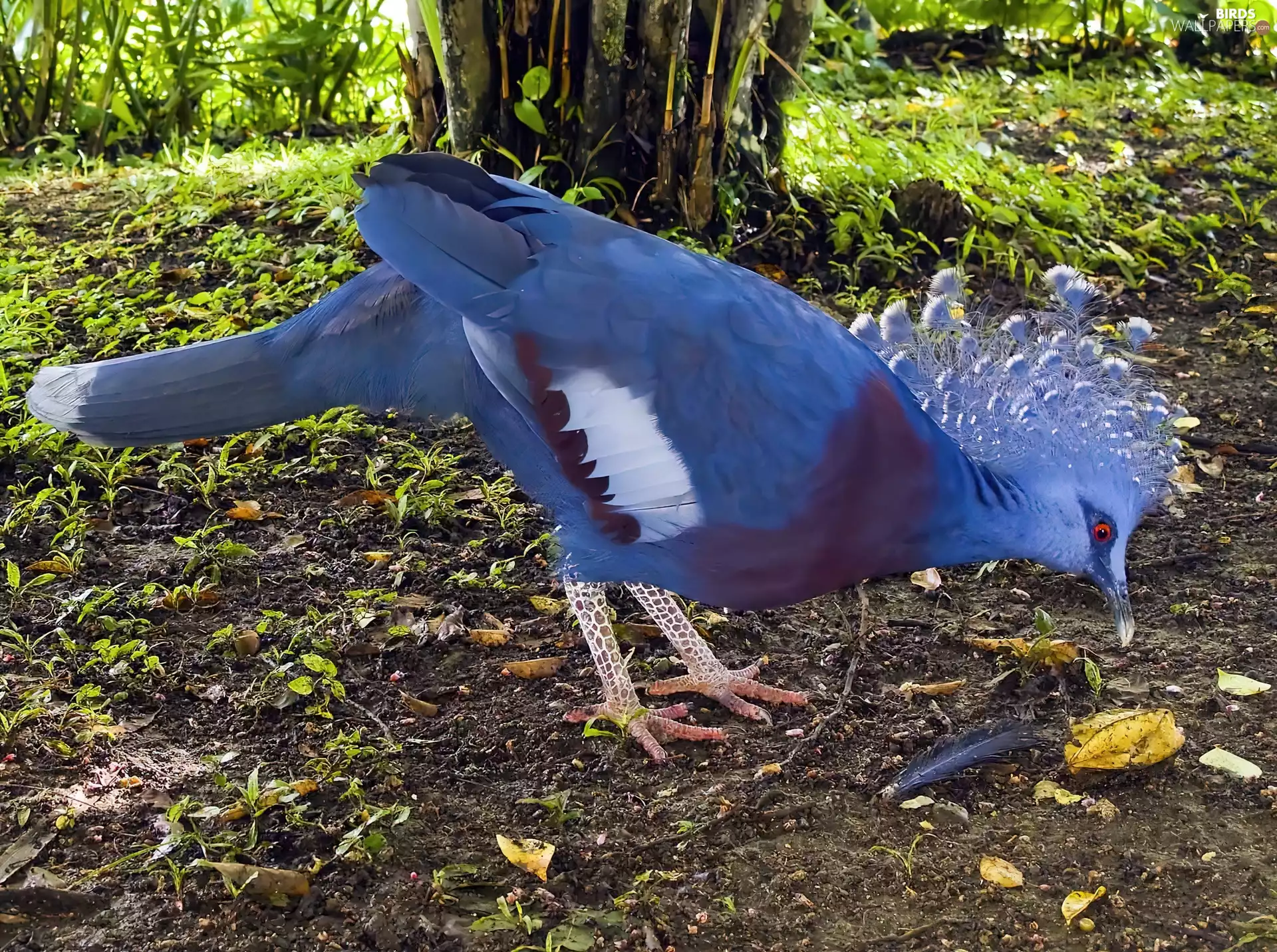 Bird, Victoria Crowned Pigeon
