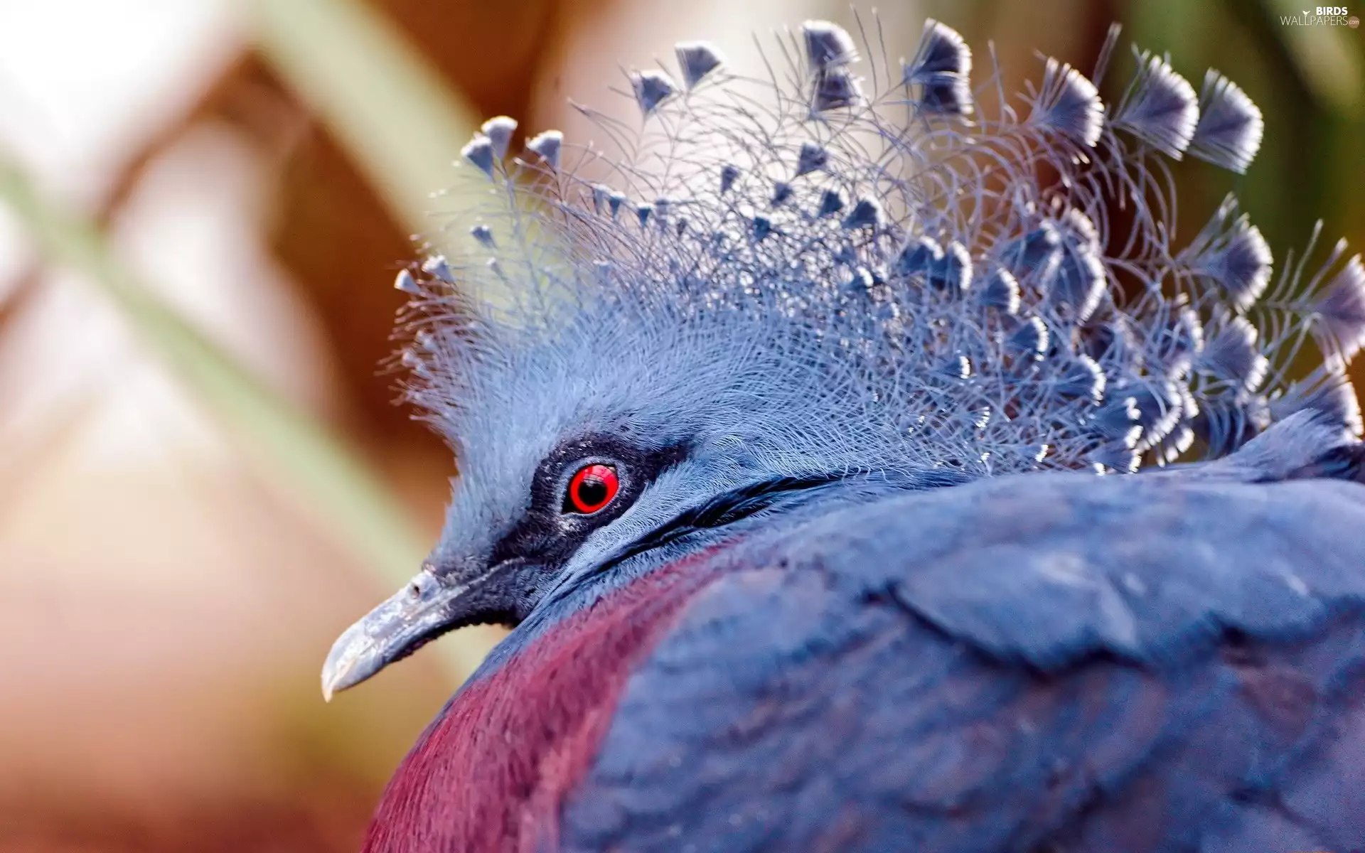 Bird, Victoria Crowned Pigeon