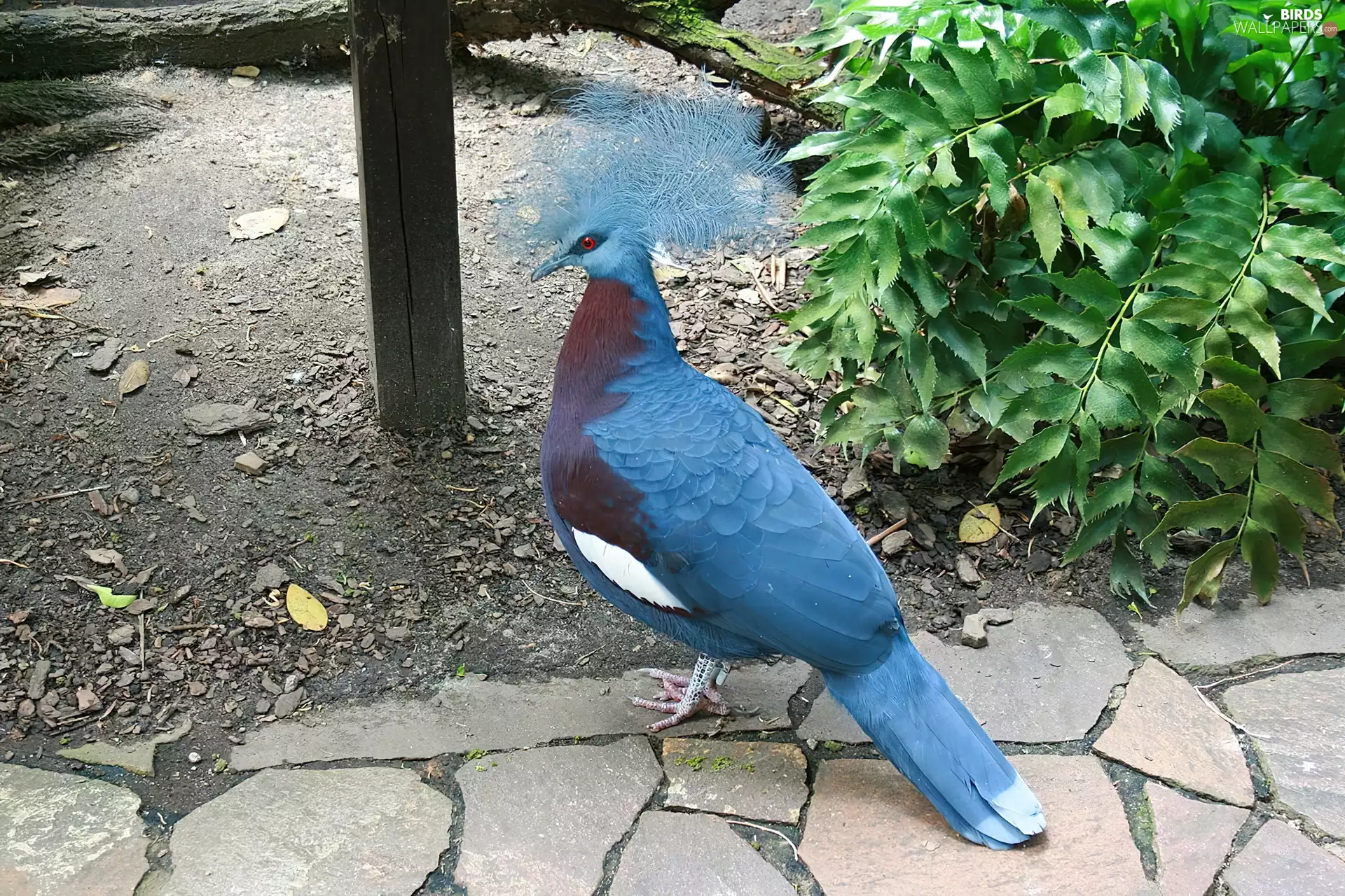 Bird, Victoria Crowned Pigeon